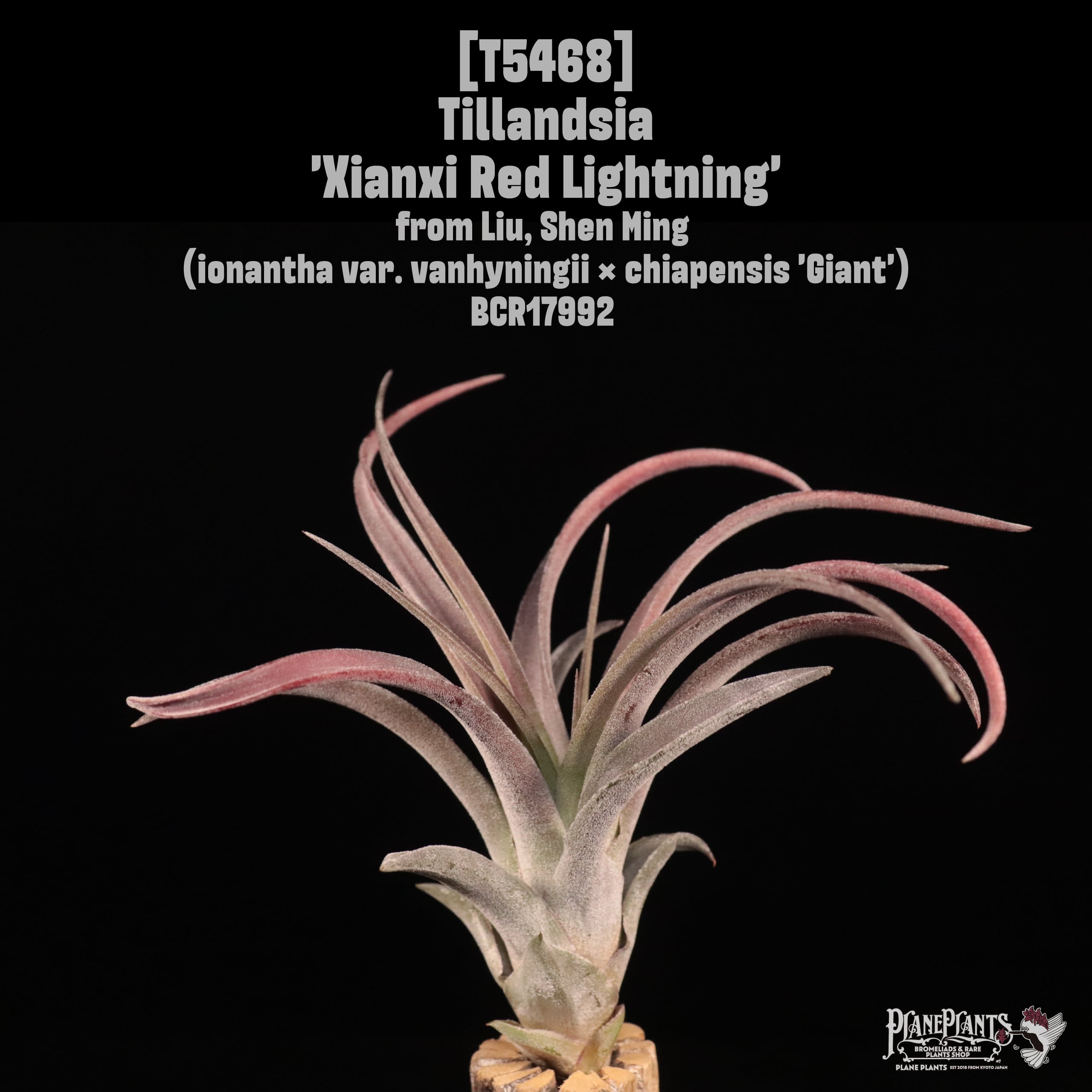 エアープランツ　ペイラノイ plane plants