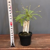 【新着3日限定10%OFF】ビオフィツム　デンドロイデス【1109】
