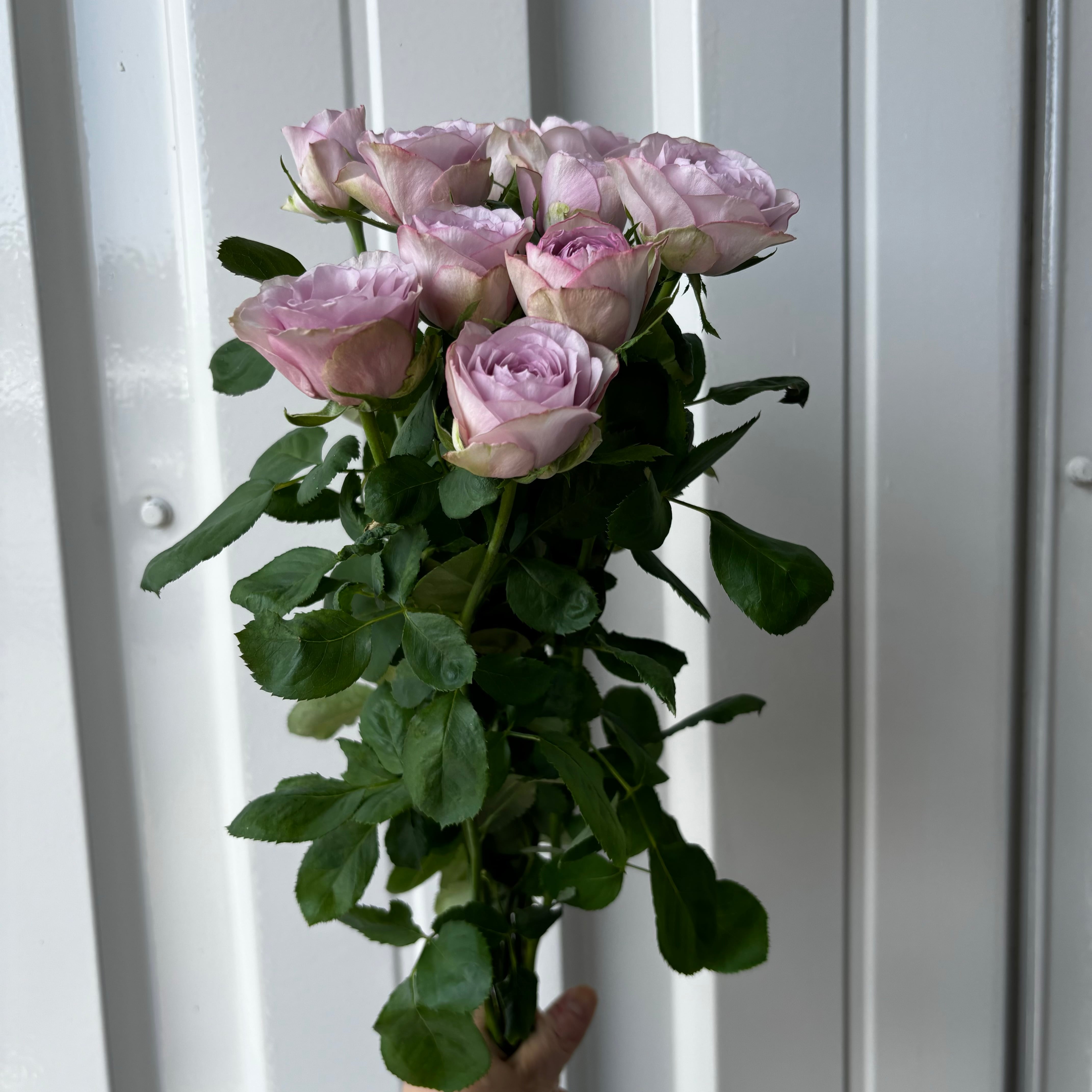 MaxMara 稀少ラミー素材ふんわり咲くライラックの薔薇チュニック バラ（淡紫）ライラッククラシック｜花の仕入れを簡単に。花材の卸通販