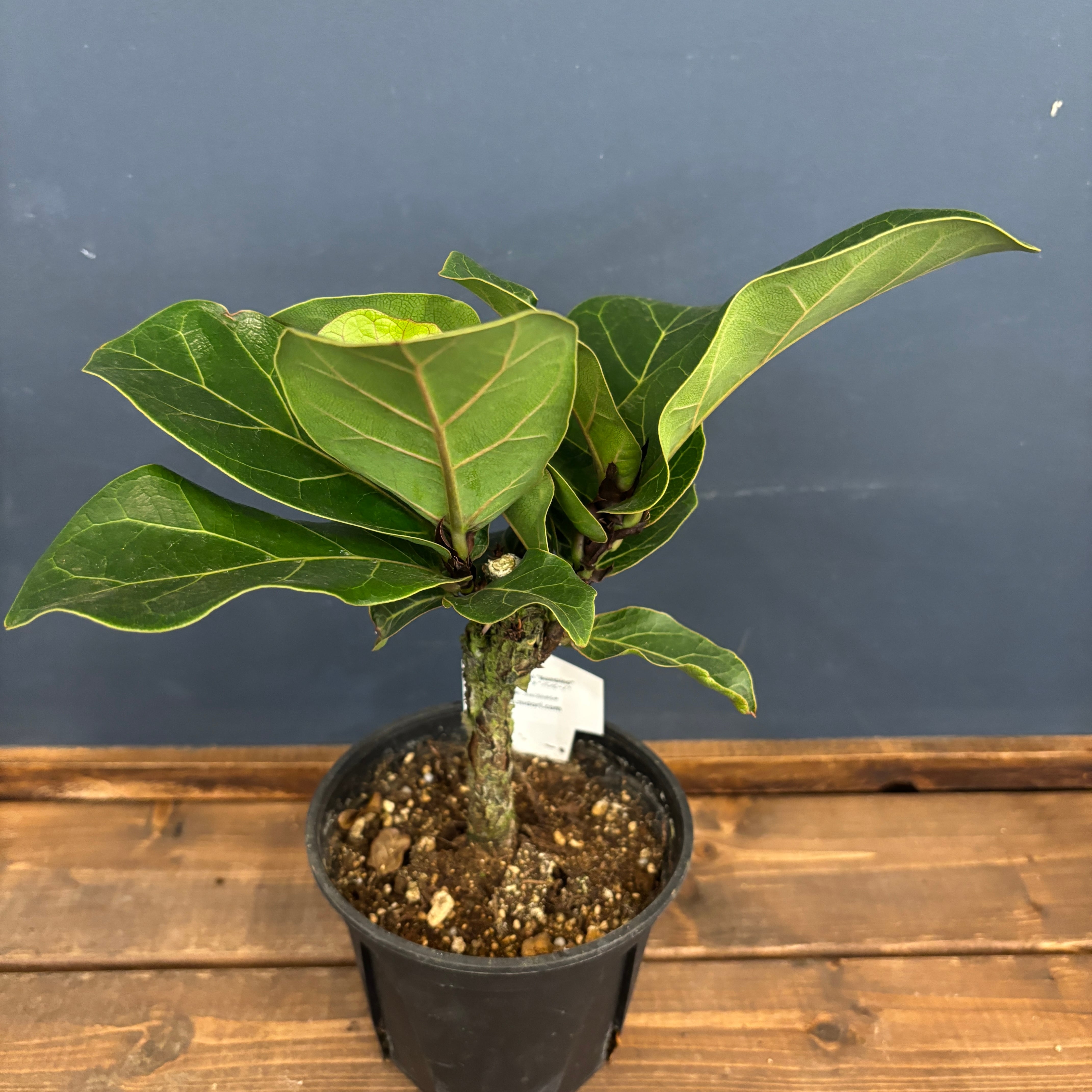 観葉植物 フィカス リラータ バンビーノ 140cm フィカス リラータ バンビーノ【690】 | PROTOLEAF プロトリーフ 観葉