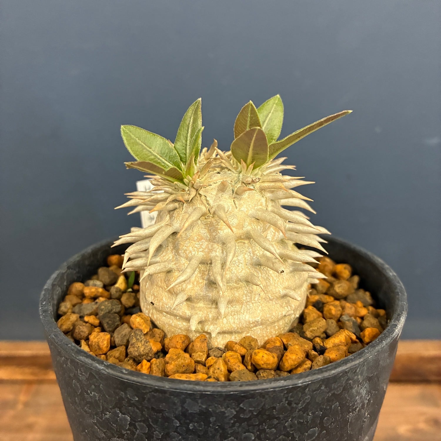 新着3日限定10%OFF】パキポディウム エブレネウム【176】 | PROTOLEAF