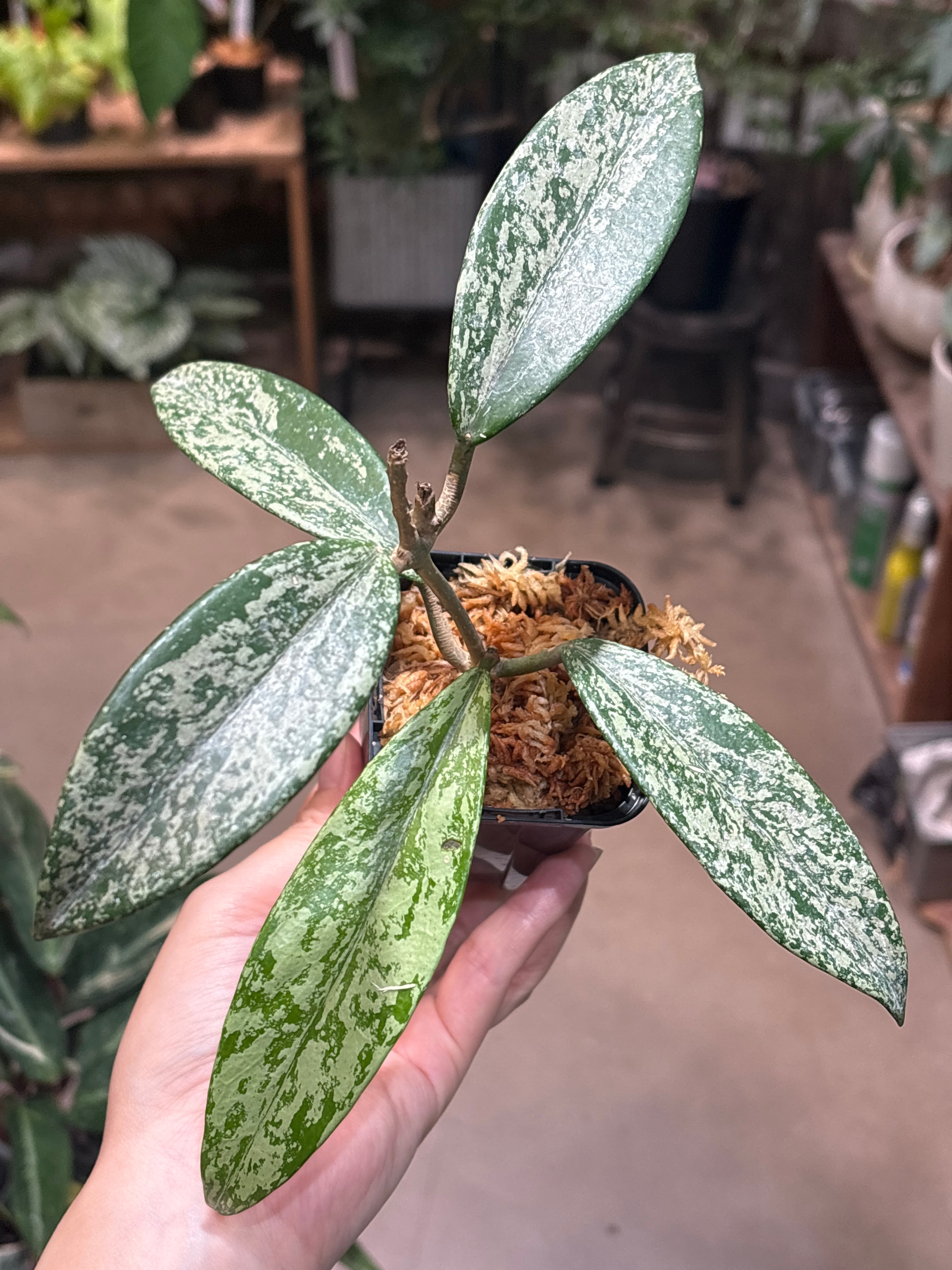 ALL ITEM | MIDORIYA 観葉植物専門店