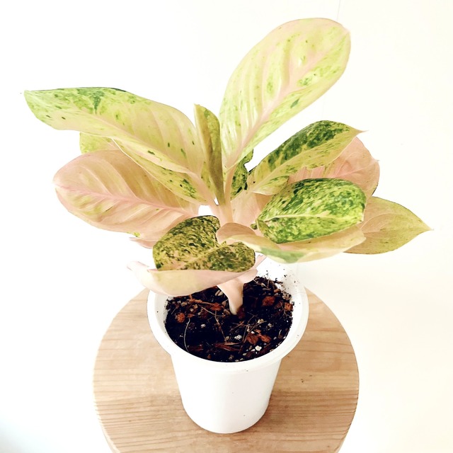 アグラオネマ トリカラー 観葉植物 calm cafe