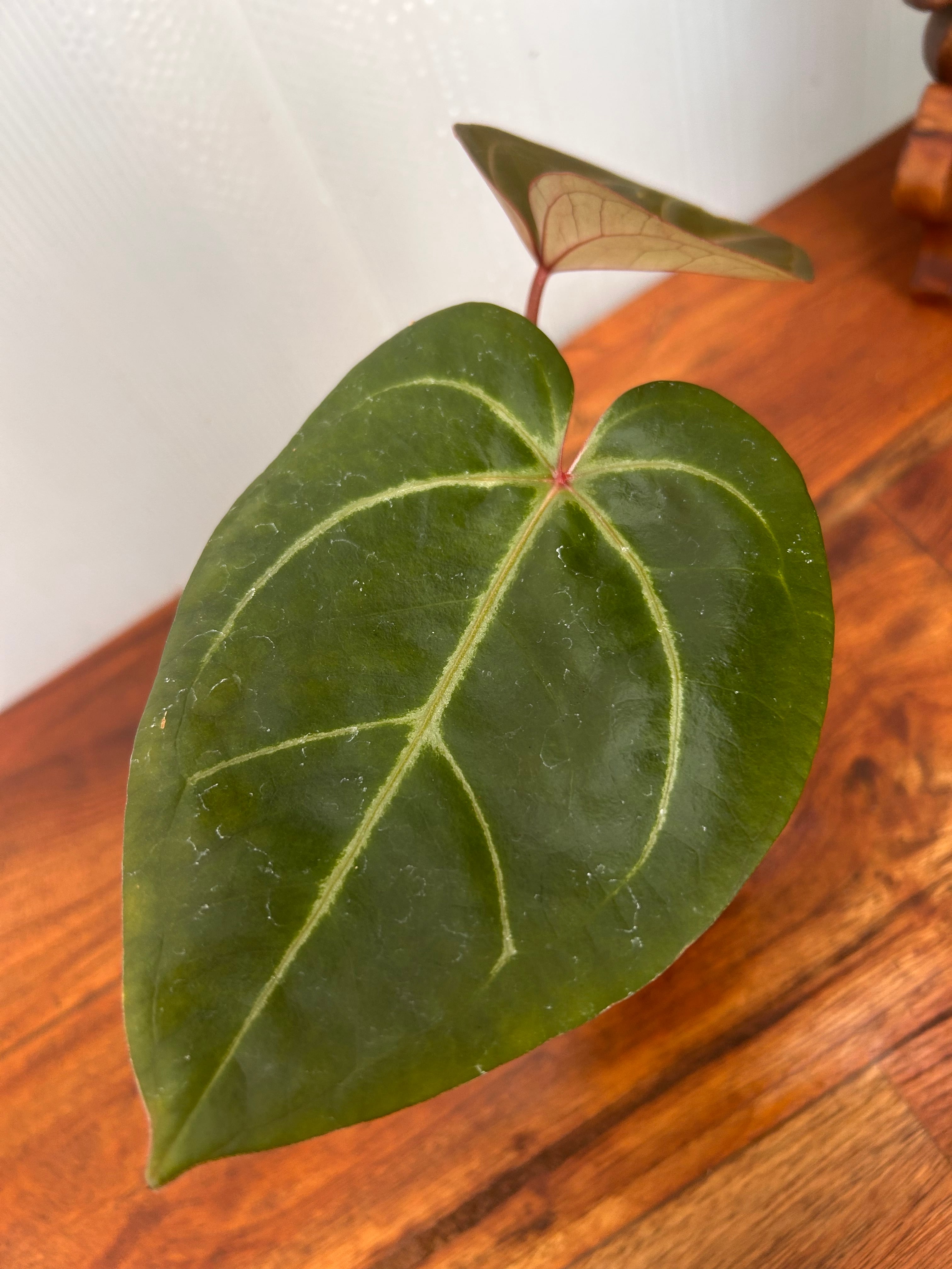 Anthurium | BALI-AN 園芸
