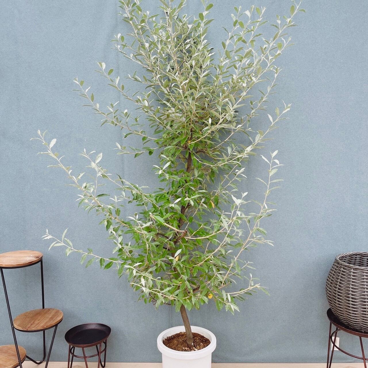 現品］23番 フィカス アルテシマ 8号 観葉植物 室内 大型 特大 ゴムの