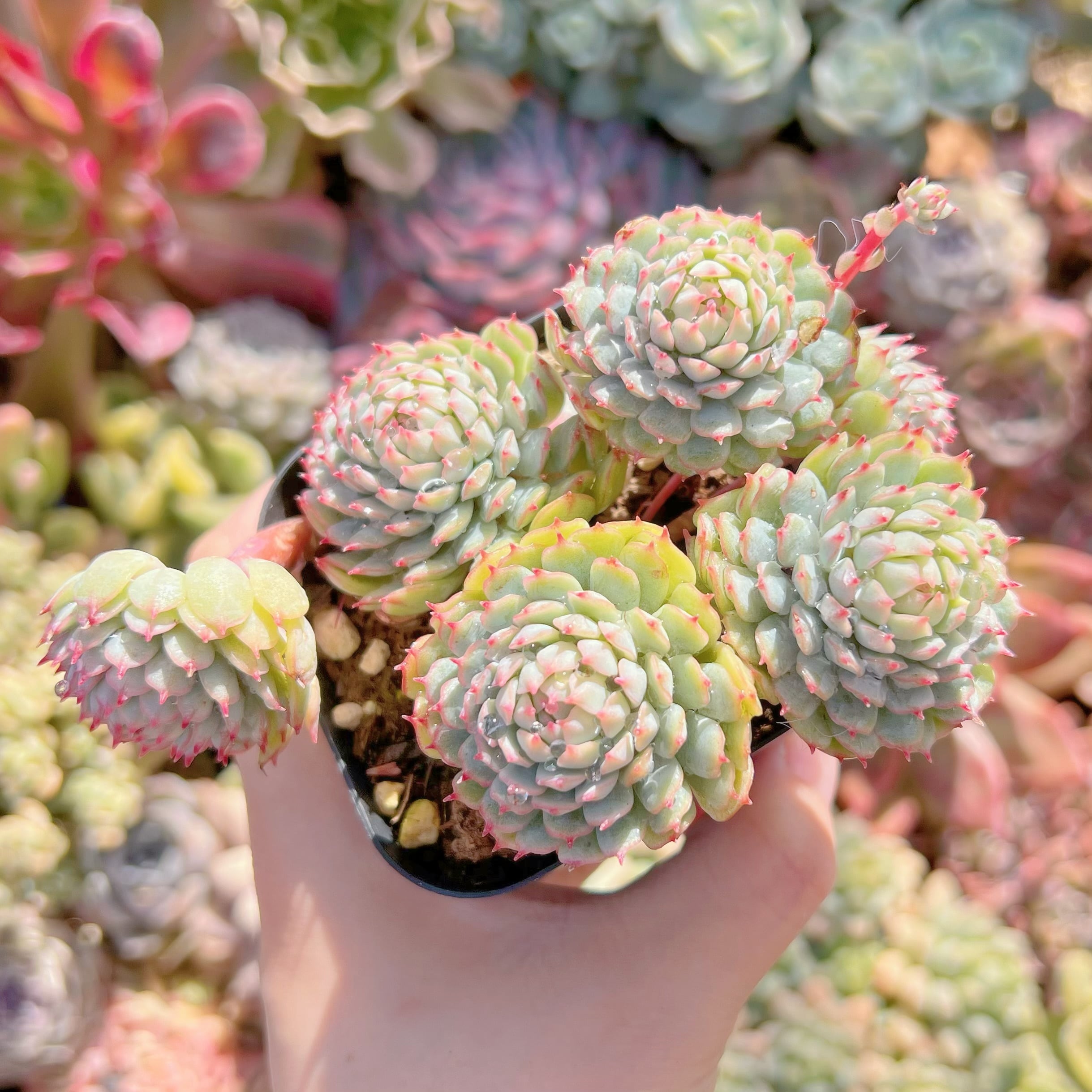 現品　グロブローサx静夜#594　るる農園