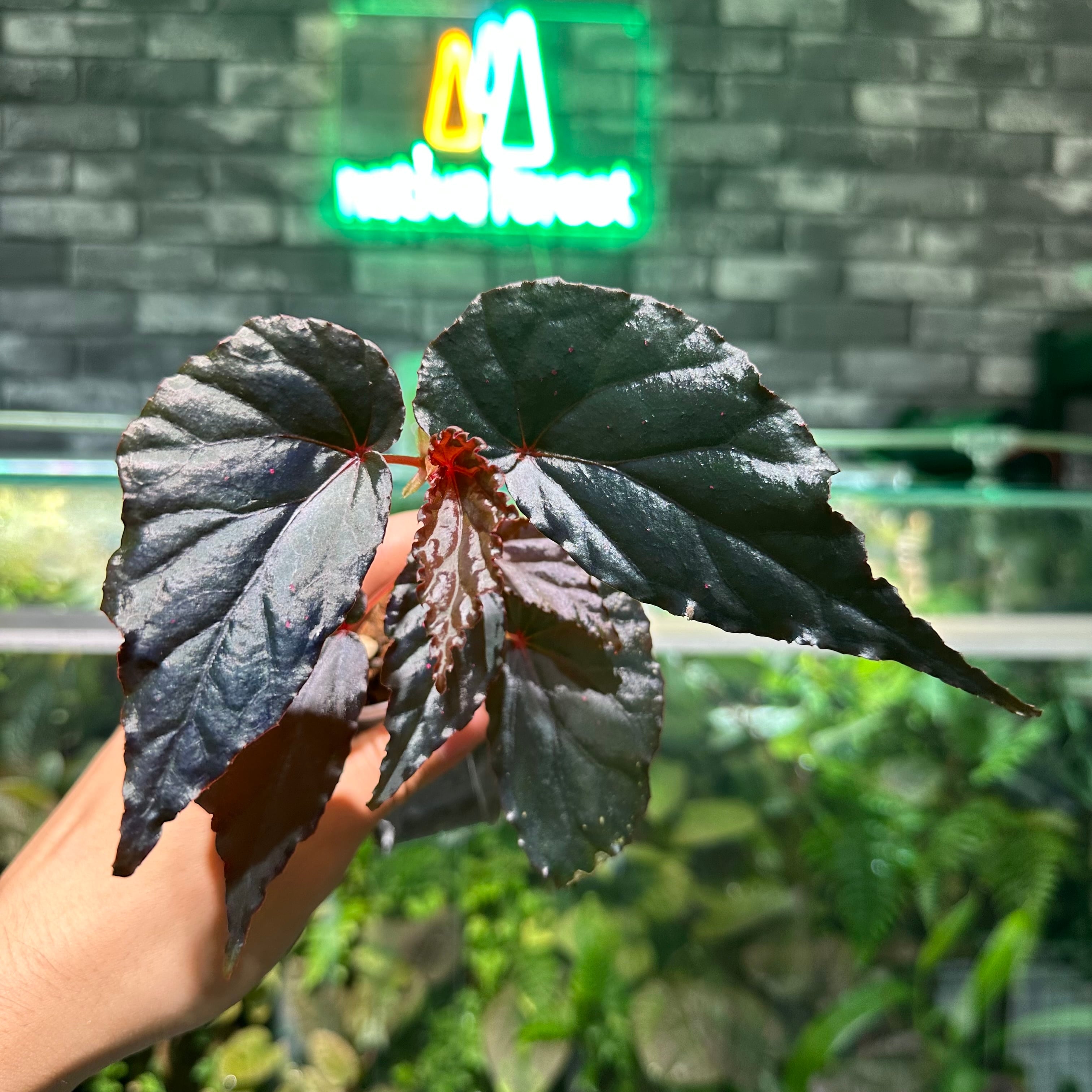 Begonia murina | ベゴニア専門 オンラインショップ
