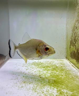 ワイルド・ブラックダイヤモンドピラニア・シングー産