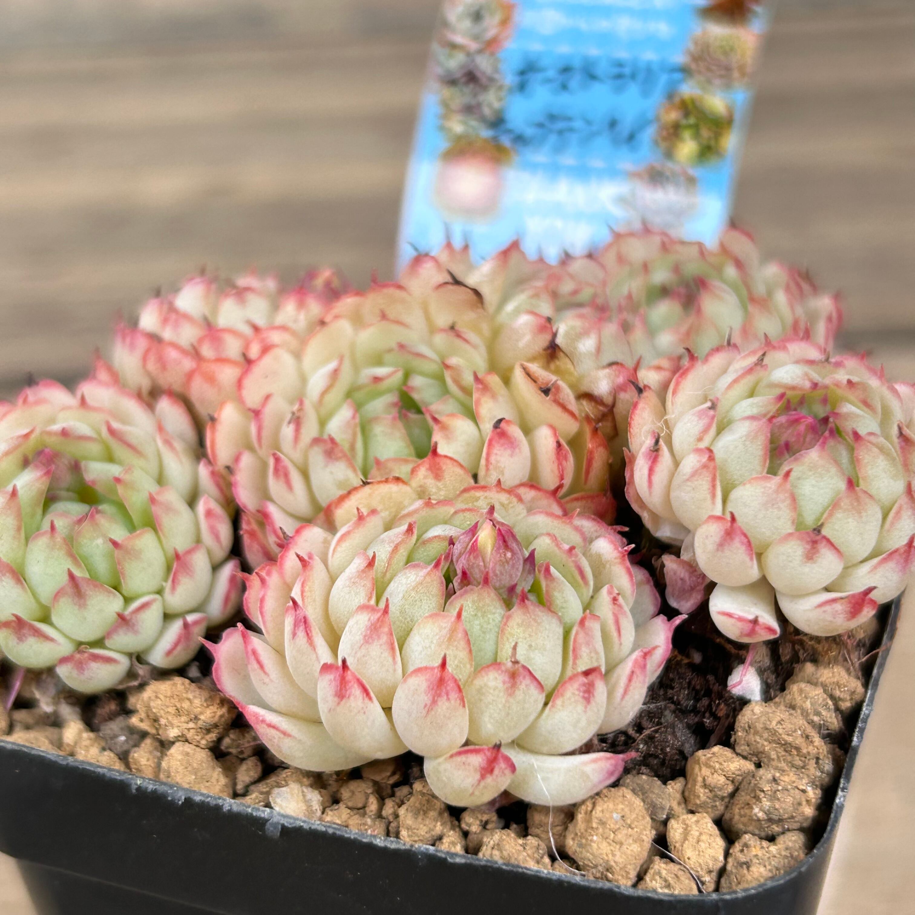 オーストラリアキャプテンヘイ 韓国苗 | RuPo 多肉植物専門店