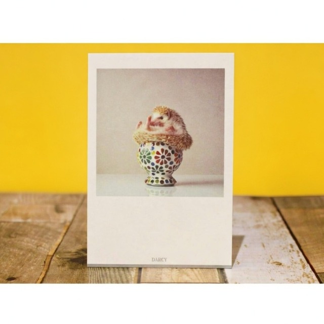 ハリネズミ/はりねずみポストカード/グリーティングカーC0pernicus