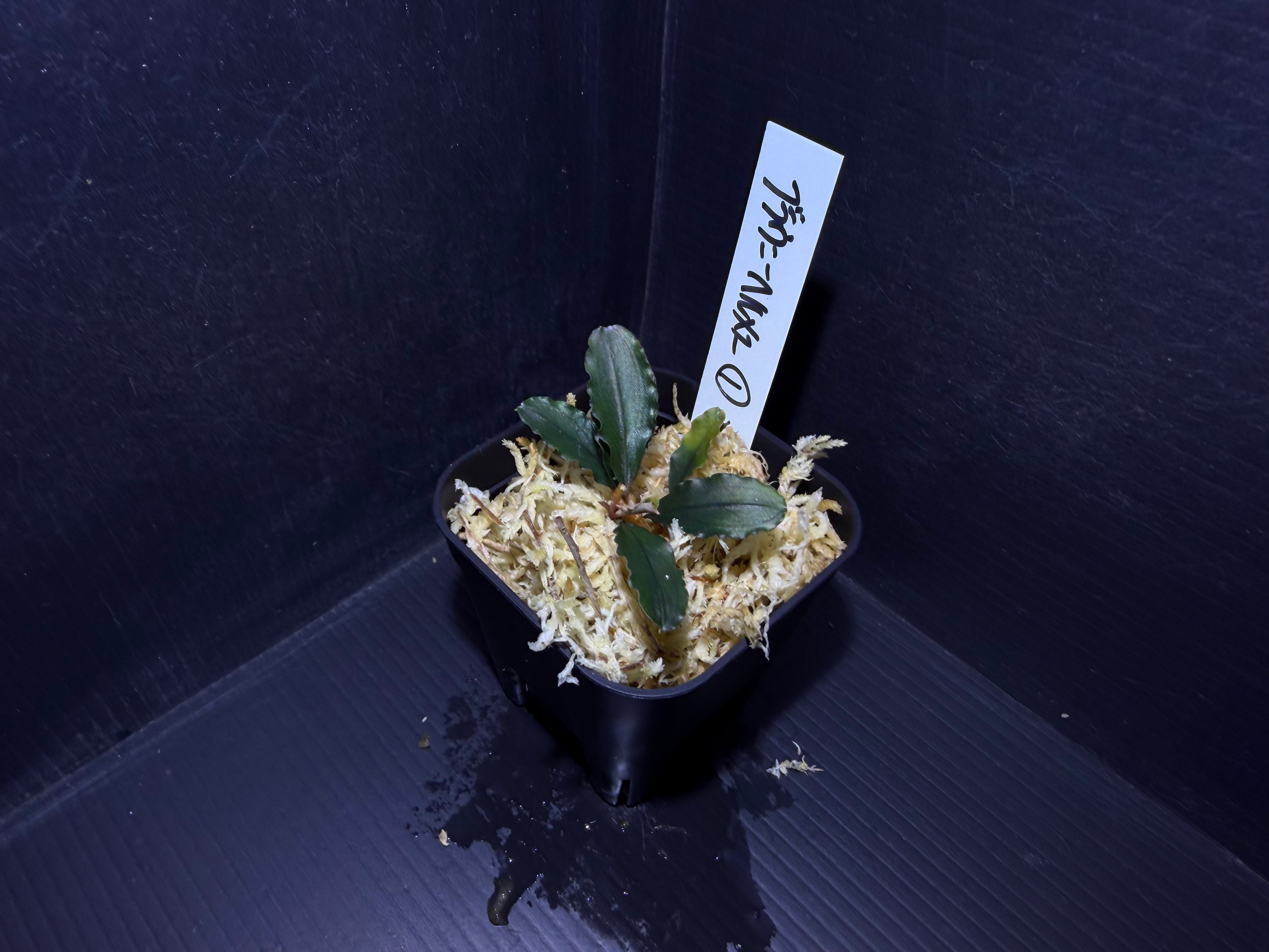 ブセファランドラ | AquaFocus