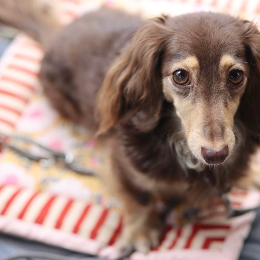 カフェマット / ジャイプール | カニンヘンダックスとミニチュア