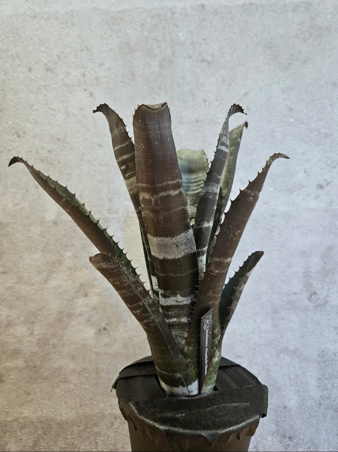Aechmea Chantinii Black zombie 【artPLANTs/PLANTS GARAGE
