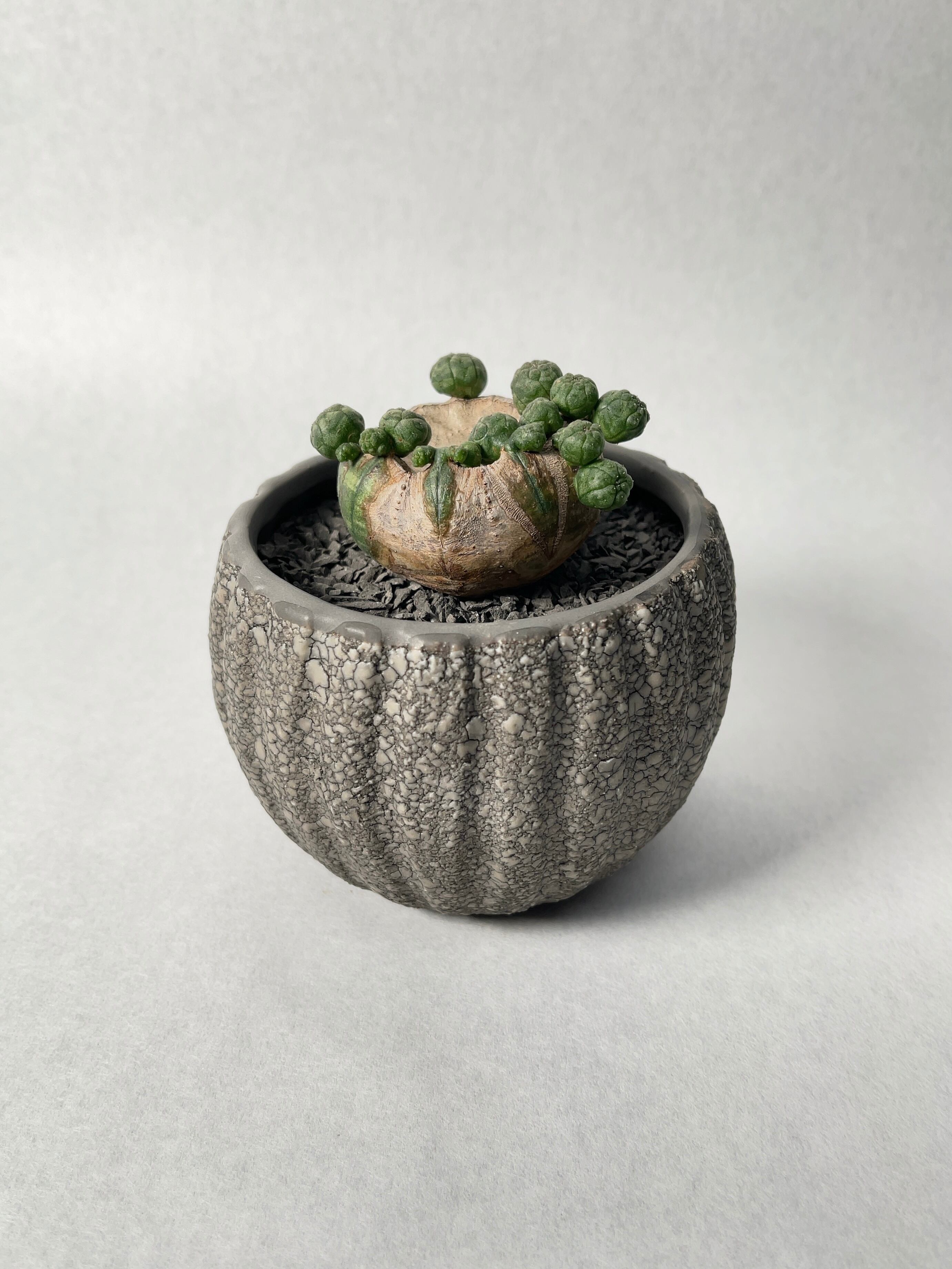 ユーフォルビア・オベサ | trigger