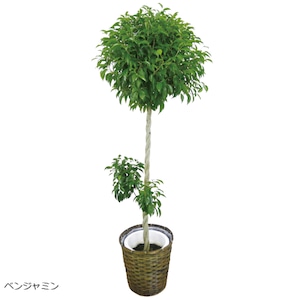 観葉植物　10号鉢　ベンジャミン