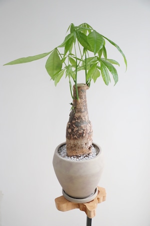 【M】パキラ /Pachira  ※陶器鉢付き