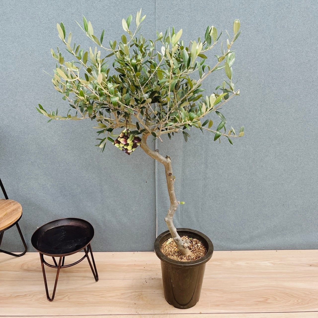 現品］82番 フィカス リラータ バンビーノ 曲がり 8号 観葉植物 室内