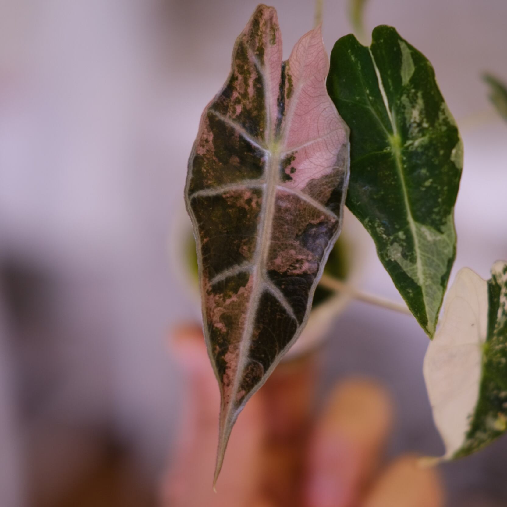 Alocasia Amazonica Polly Pink varigated⑤│アロカシア アマゾニカ Alocasia Amazonica Polly Pink varigated⑤│アロカシア アマゾニカ