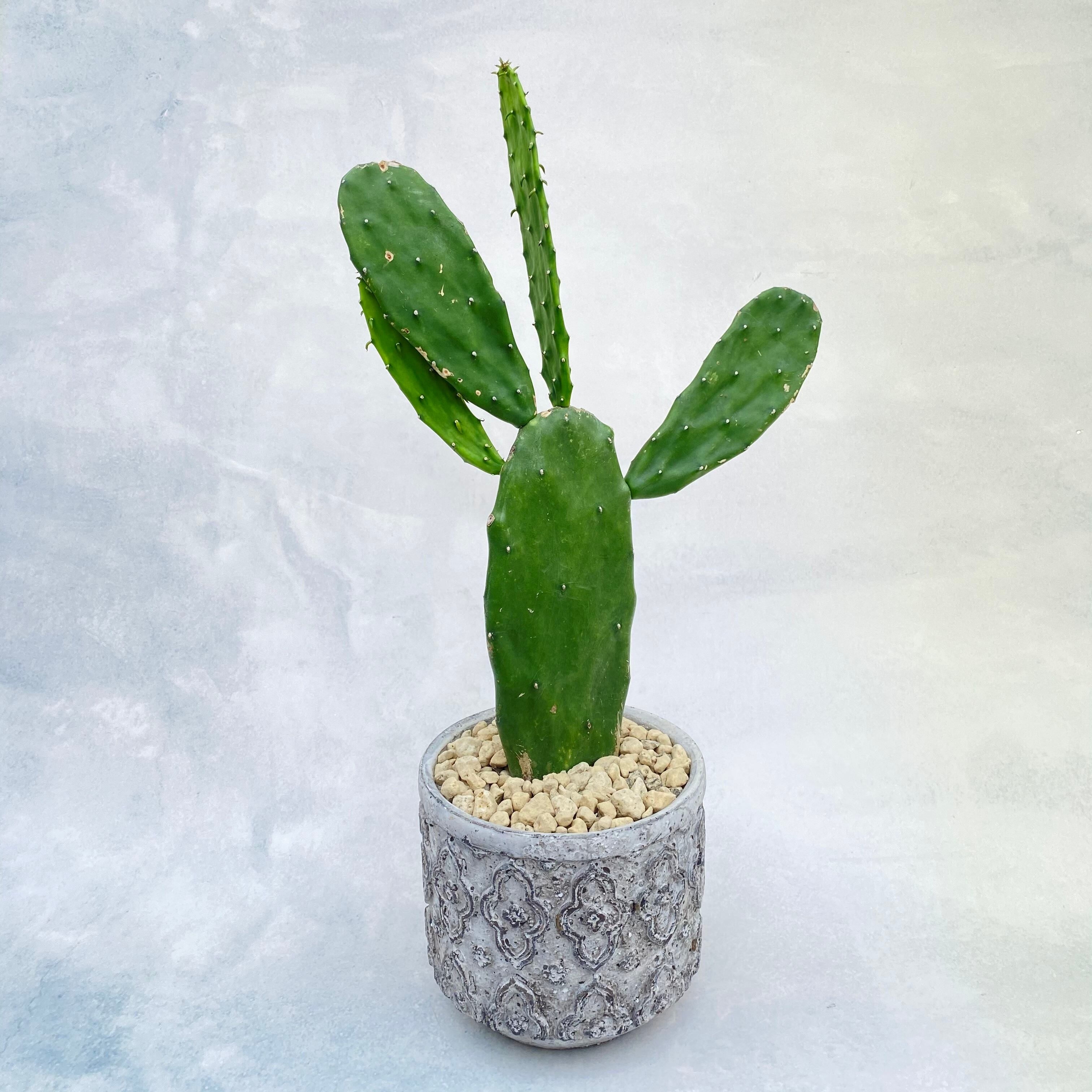 送料込 観葉植物 ウチワサボテン 5号 陶器鉢 インテリア 卓上 Florist Lulu Flower ルルフラワー オンラインストア 送料込 観葉植物 ウチワサボテン 5号 陶器鉢 インテリア 卓上 Florist Lulu Flower ルルフラワー オンラインストア