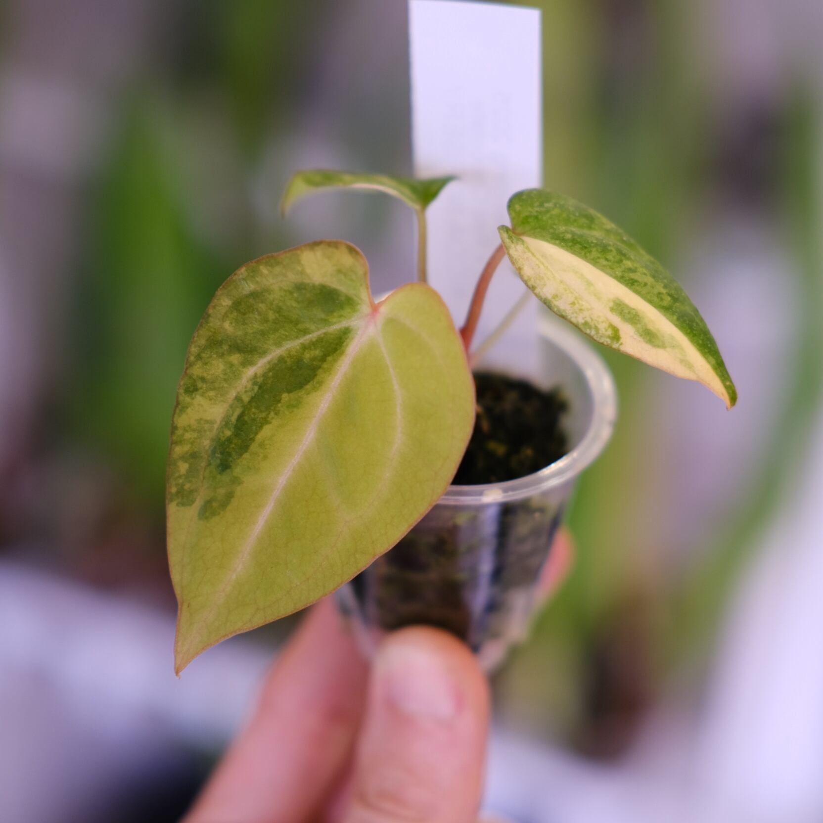 希少】Anthurium Yellow Bell × Red Chocolate③│観葉植物