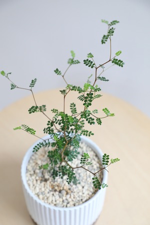 【S】ソフォラ リトルベイビー/Sophora prostrata Little Baby