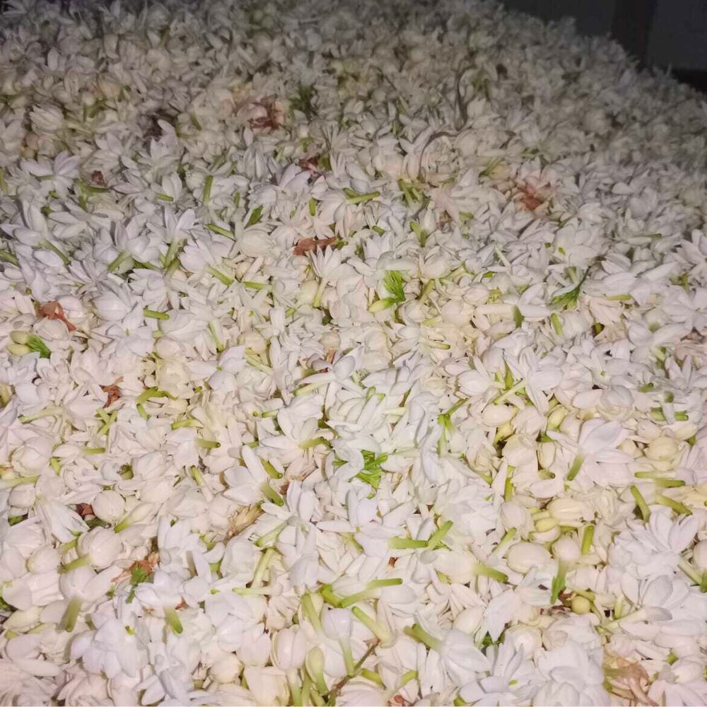 Attar Bela(ジャスミンアタール/ベラアタール)