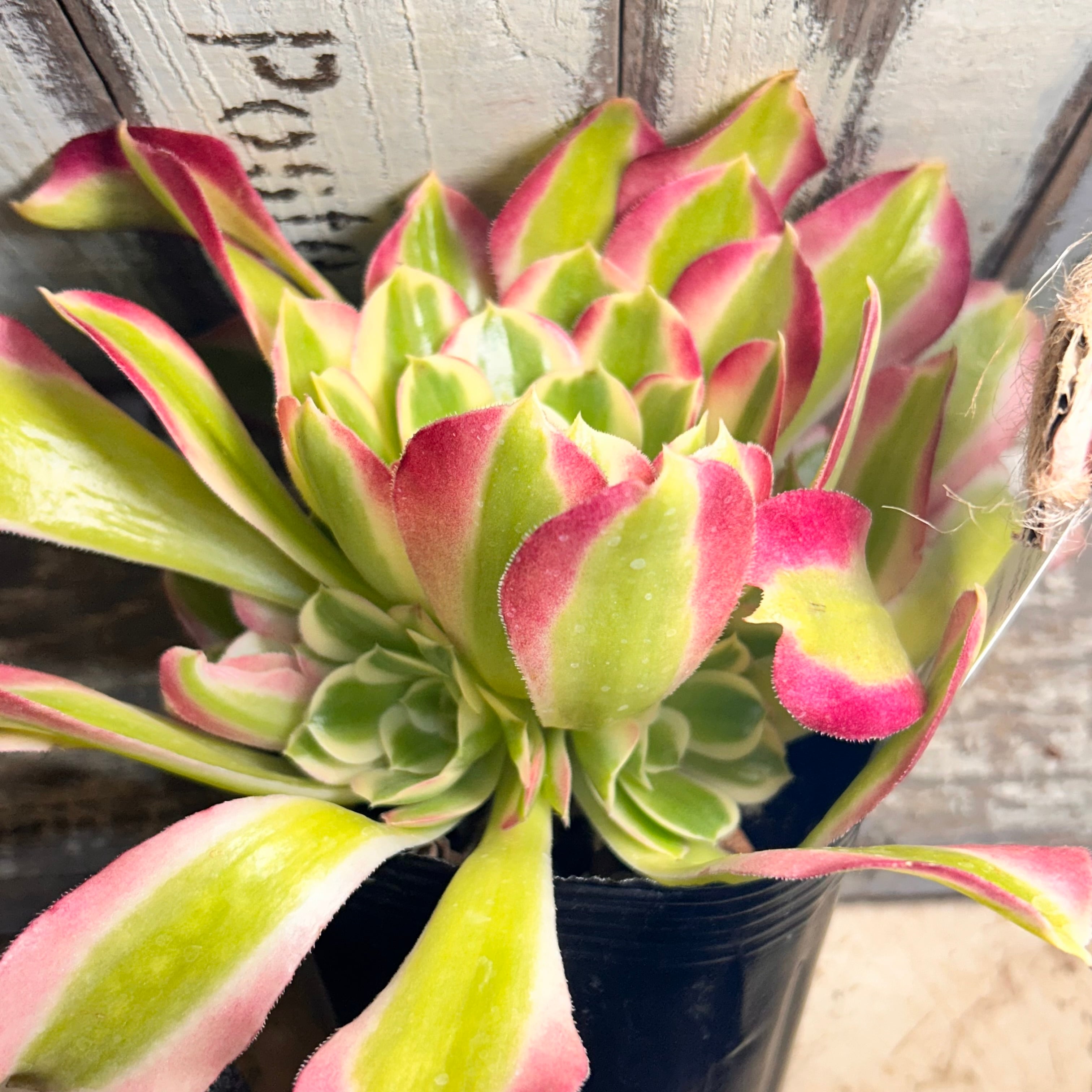 18#観葉植物 アエオニウム錦❤️リバーストーン❤️ 1大頭14cm 拔き苗 リバーストーン(アエオニウム) | RuPo 多肉植物専門店