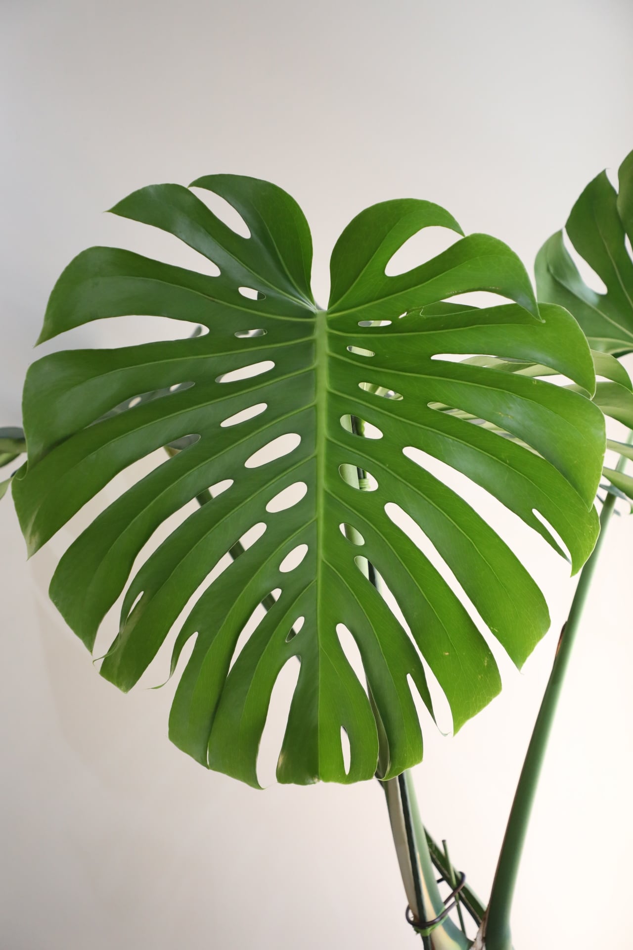 L/123cm】モンステラ アダンソニー/monstera | 【厳選植物・器】MIDORI