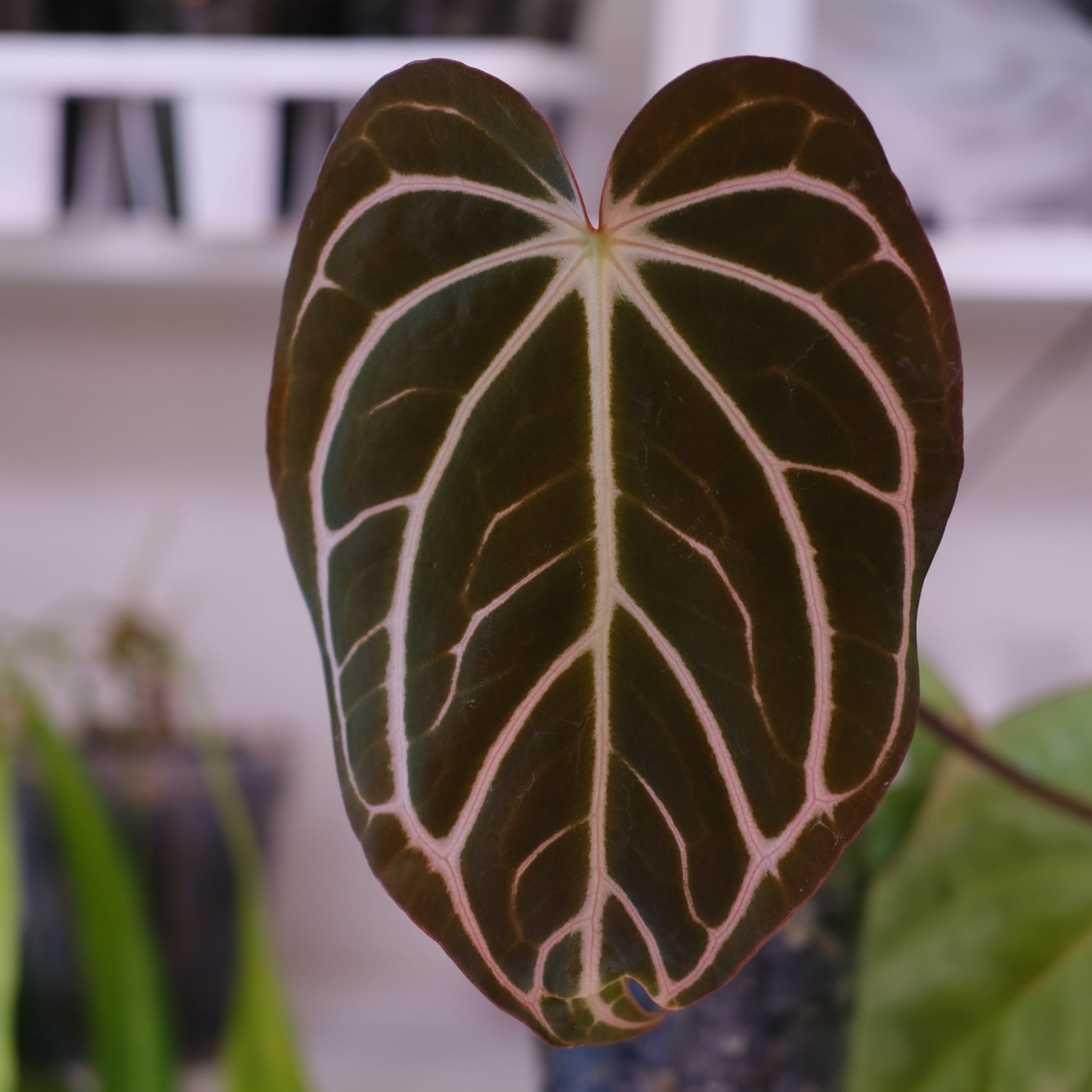Anthurium Carlablackiae｜アンスリウム カーラブラッキー│観葉植物