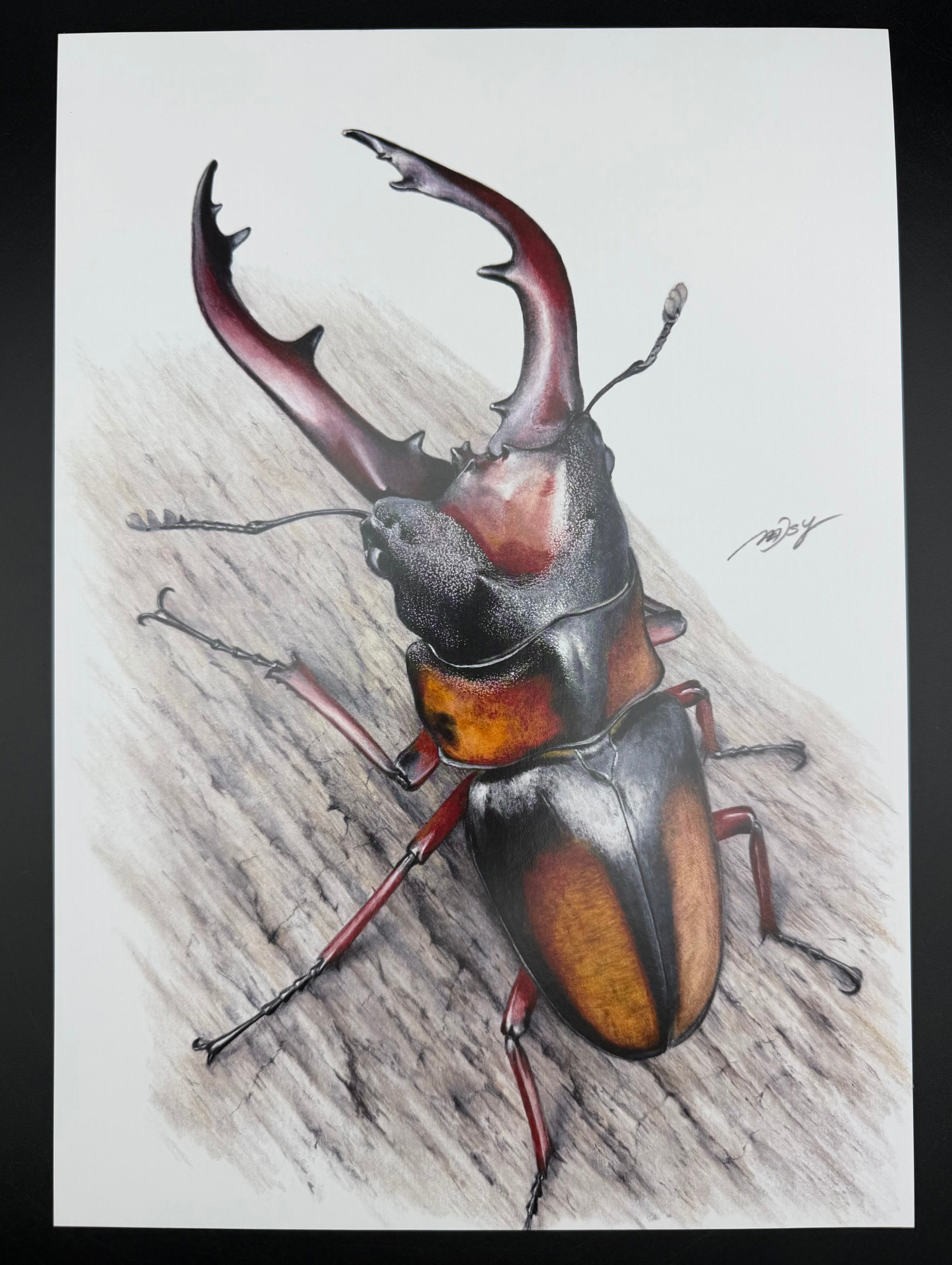 色鉛筆画 1枚 オウゴンオニ【複製画】 | KPW公式オンラインショップ