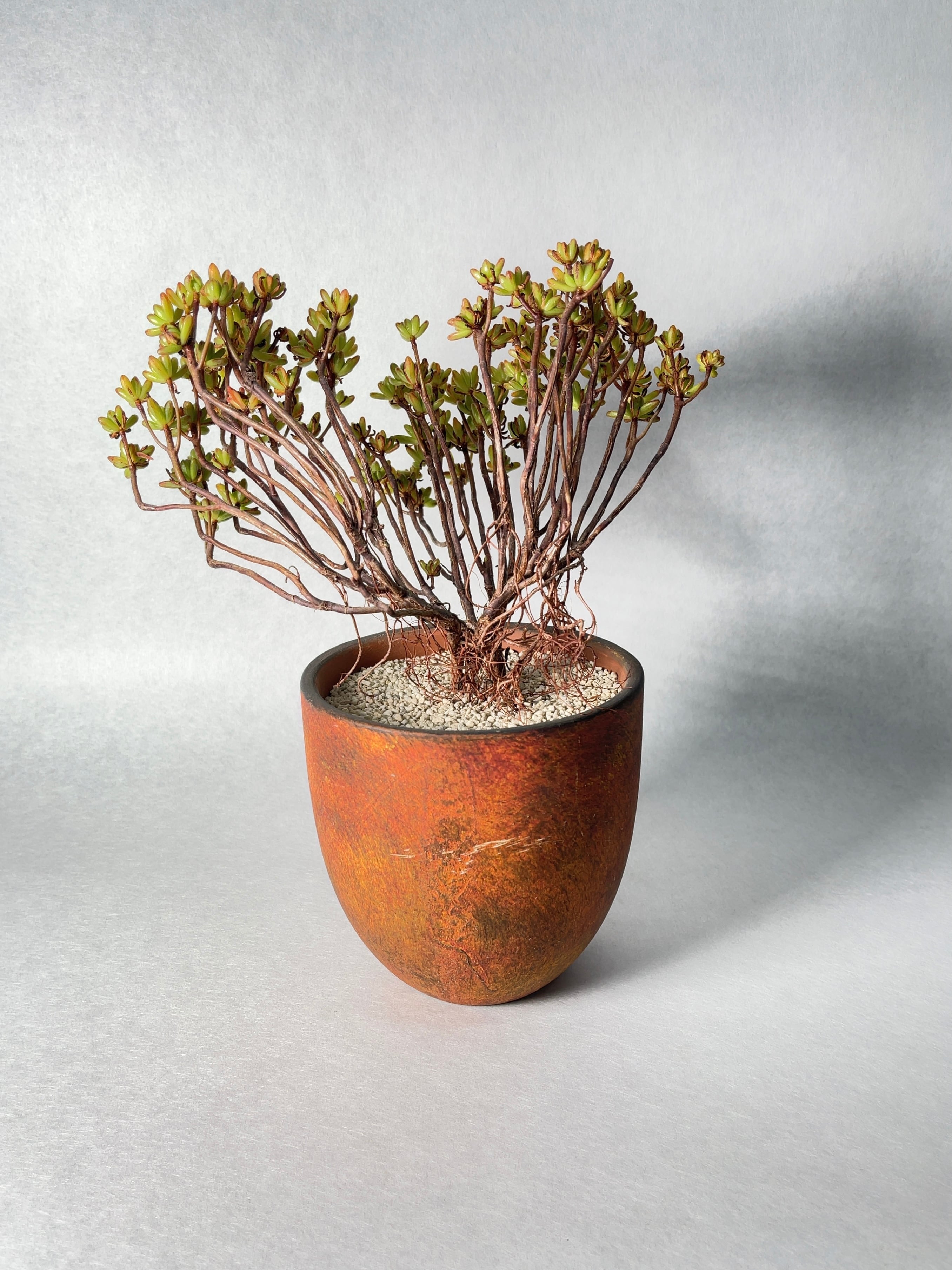 アエオニウム・小人の祭り | trigger