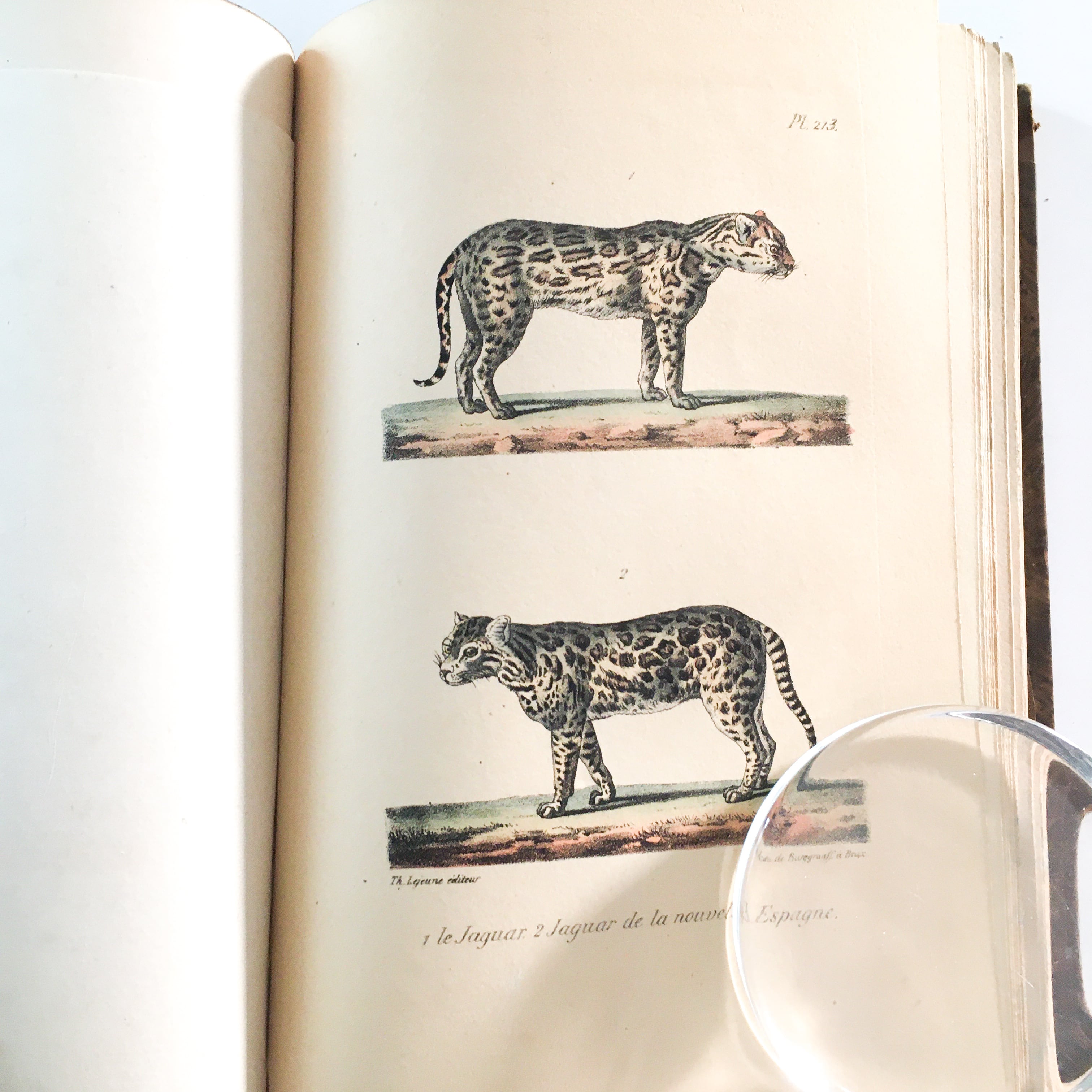 ビュフォン全集 博物誌 5冊セット 手彩色版画 1835年 アンティーク
