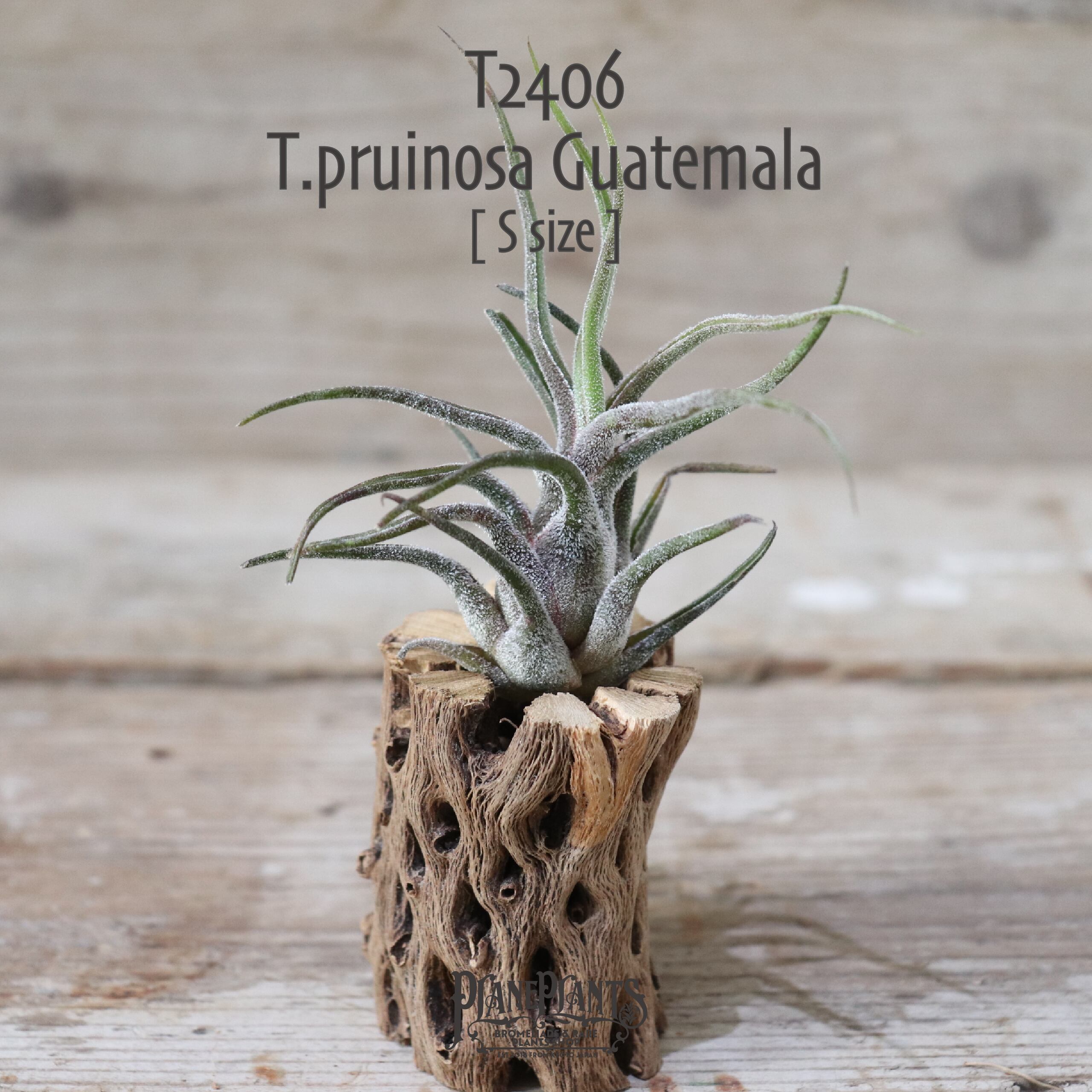 【送料無料】プルイノーサ グアテマラ S〔エアプランツ〕現品発送T2406