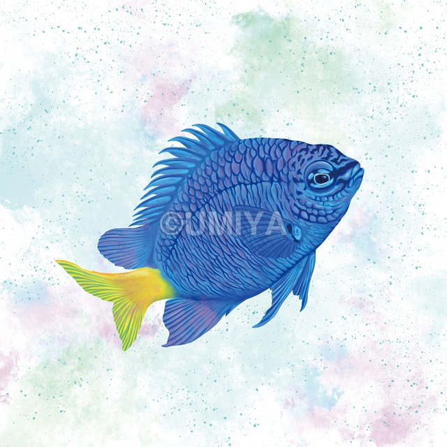 【ファブリックパネル／30×30cm】シリキルスズメダイ