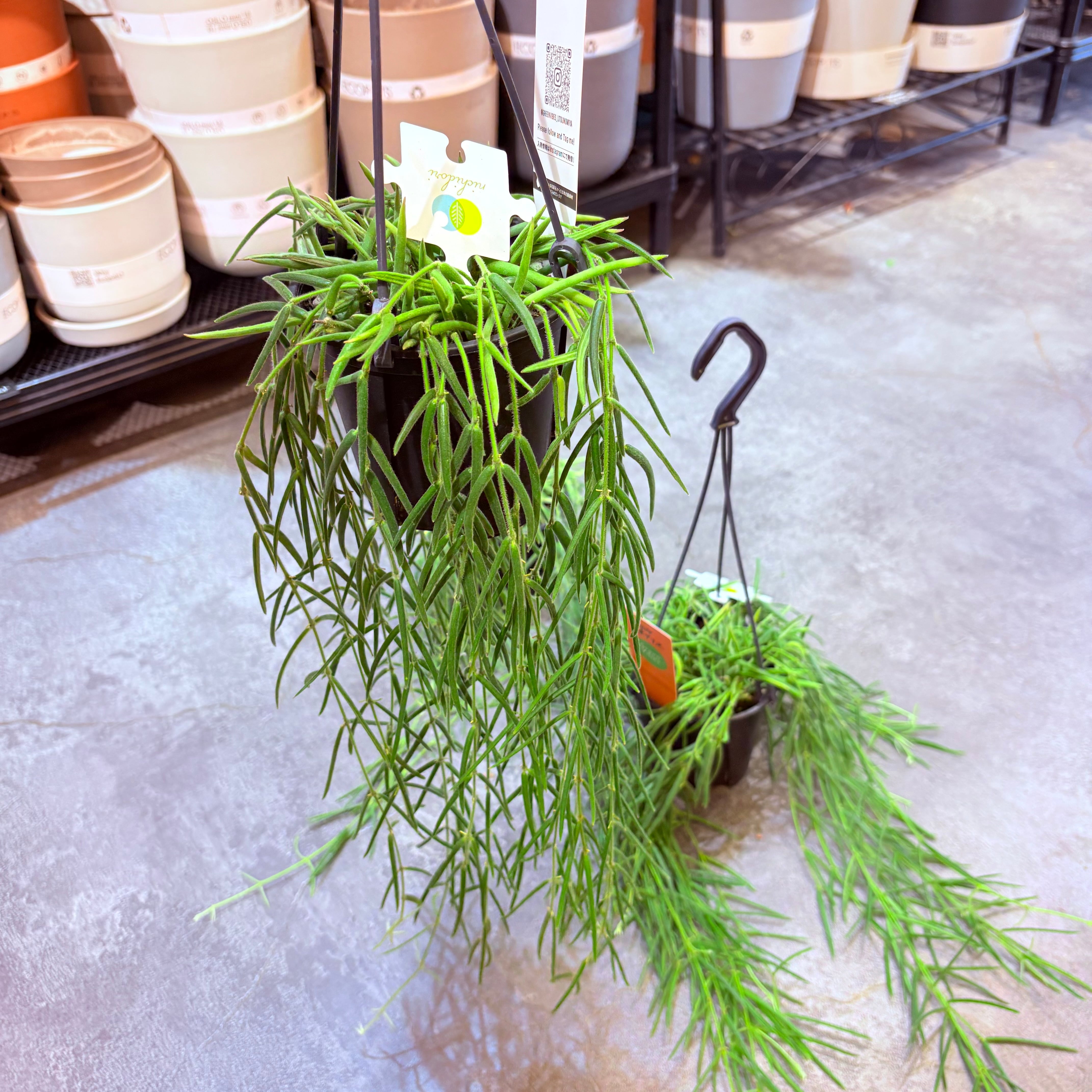 ホヤ リネアリス 4号 | Green Vibes 宇都宮市の観葉植物専門店