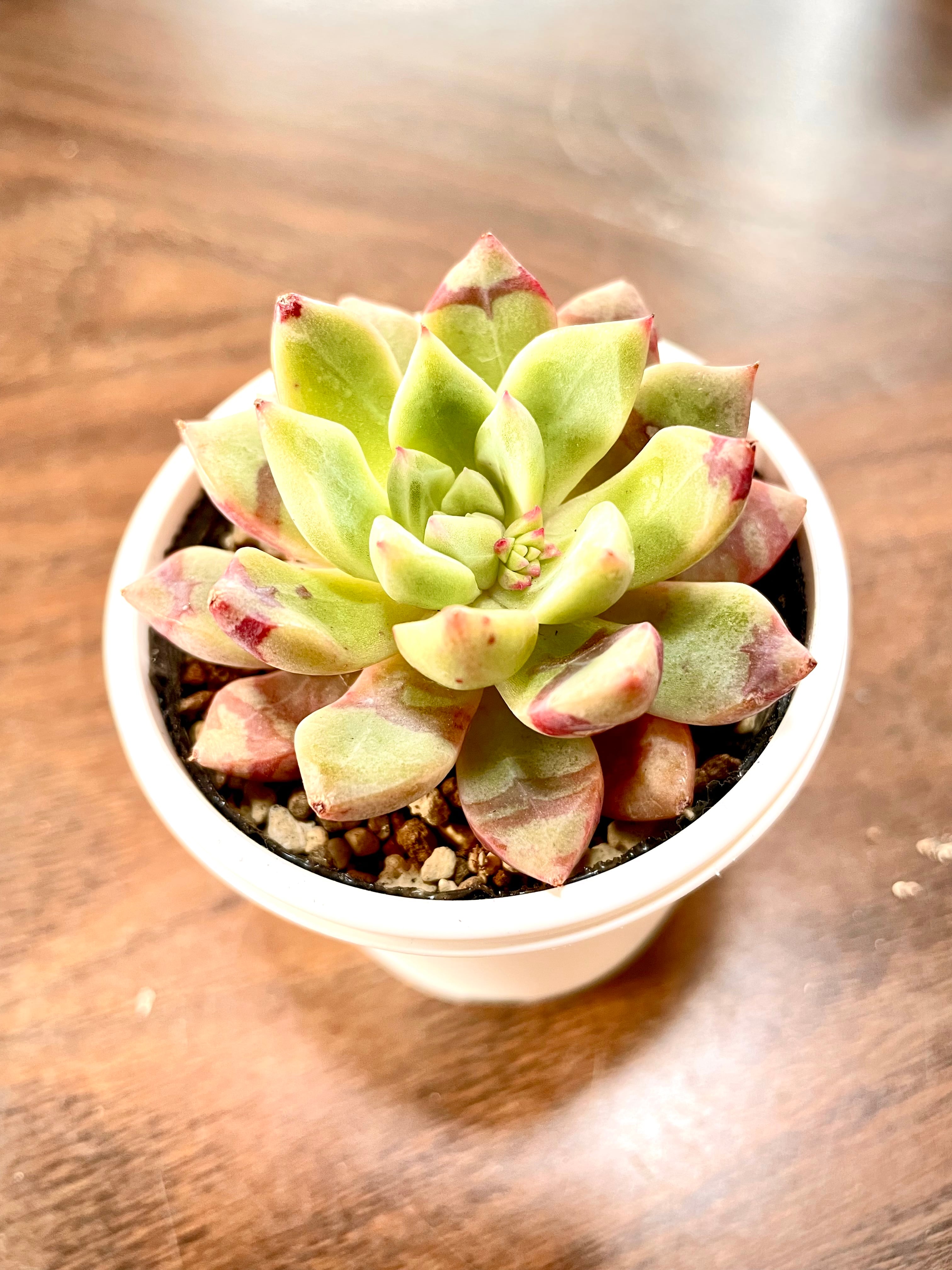 多肉植物❗️ブラッドスワロー❗️超美苗❗️エケベリア！ | 多肉本舗