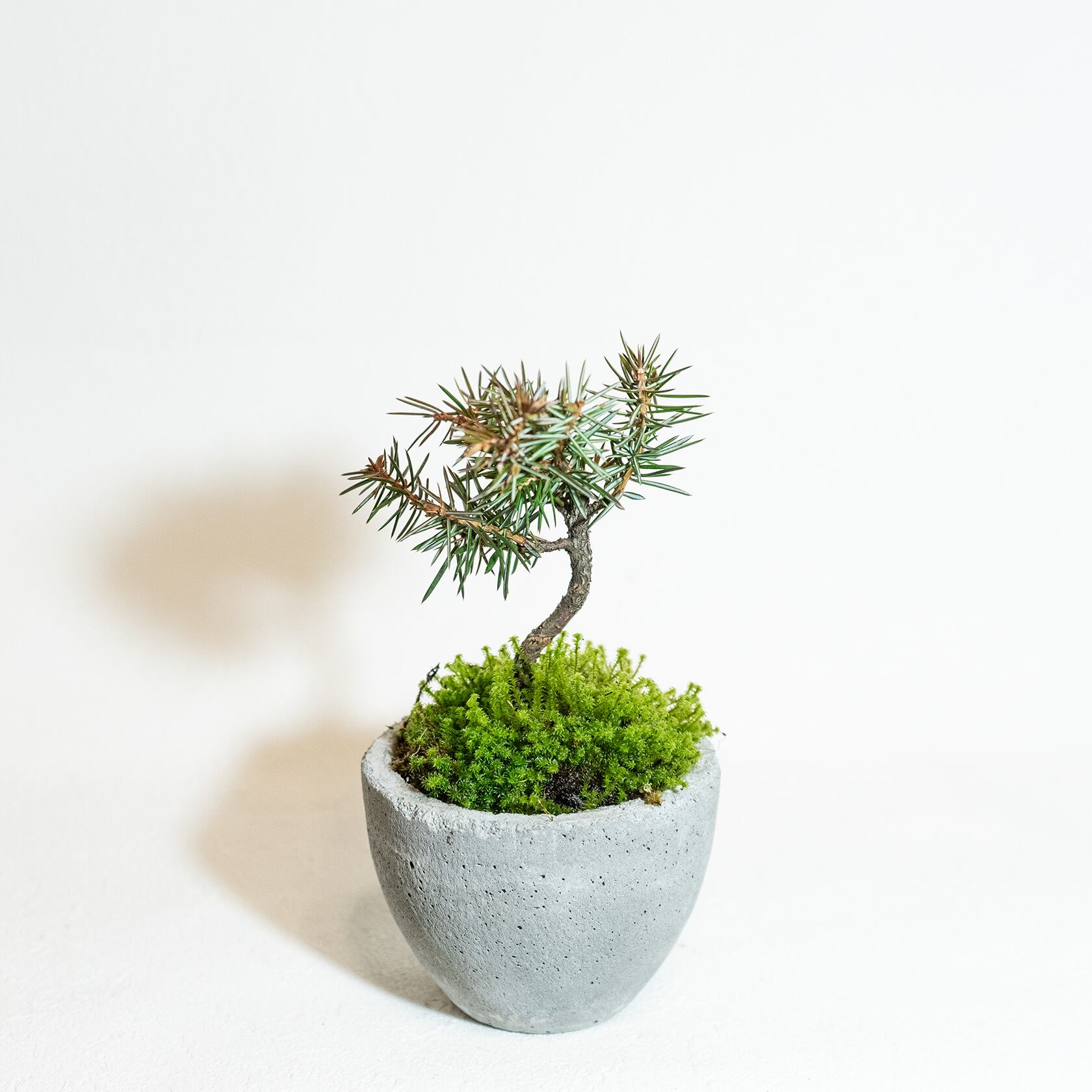 ＼送料無料／≪ 観葉植物 ≫お庭やベランダで育てるトショウマツ×スナゴケの鉢植え｜無機質でどんな場所とも相性のいい手作りモルタル鉢