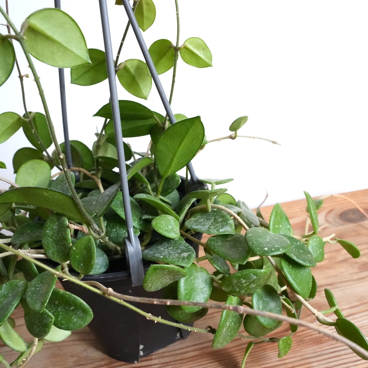 送料込み】観葉植物 ホヤ マチルダ 4号サイズ プラ吊り鉢 | 草陽香