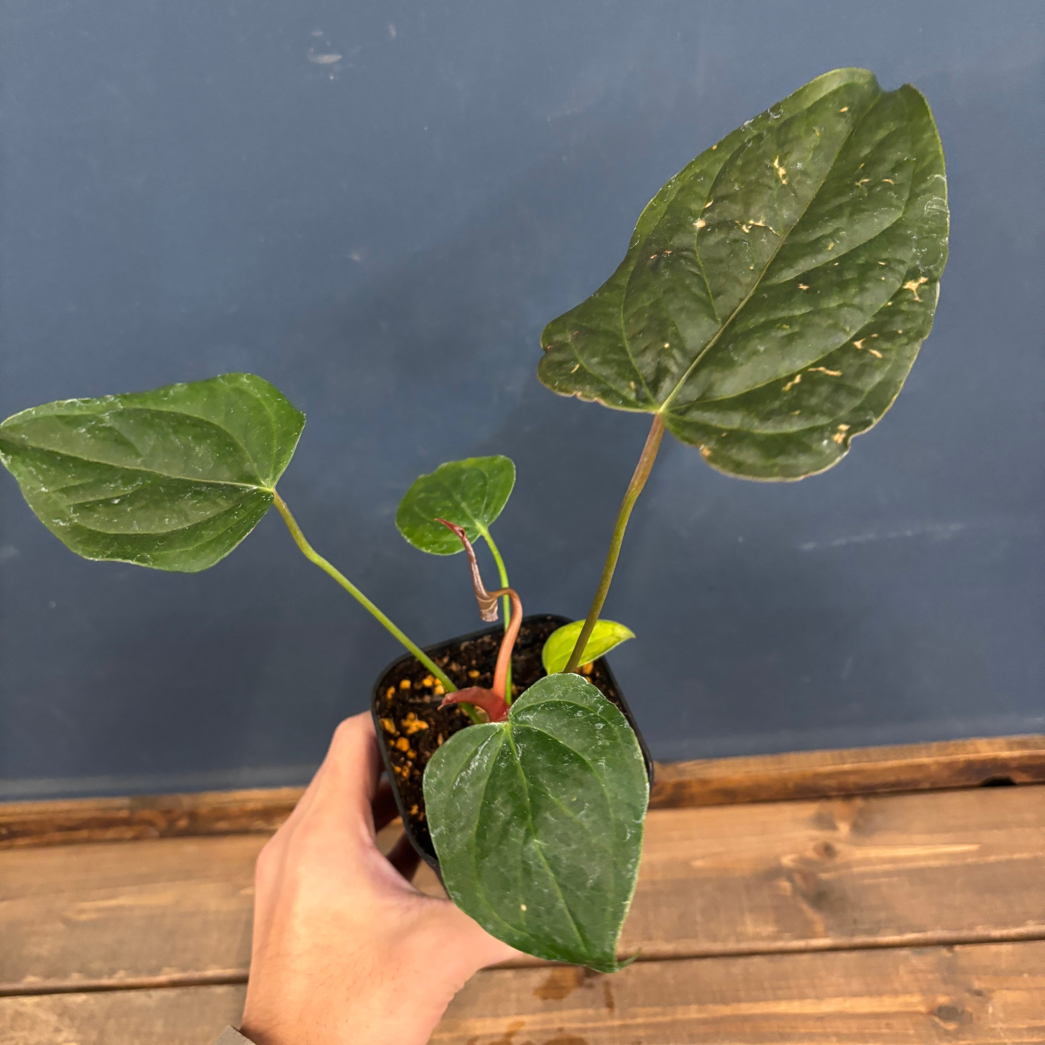 アンスリウム クイーンオブハート【1022】 | PROTOLEAF プロトリーフ