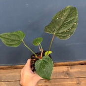 アンスリウム クイーンオブハート【1022】