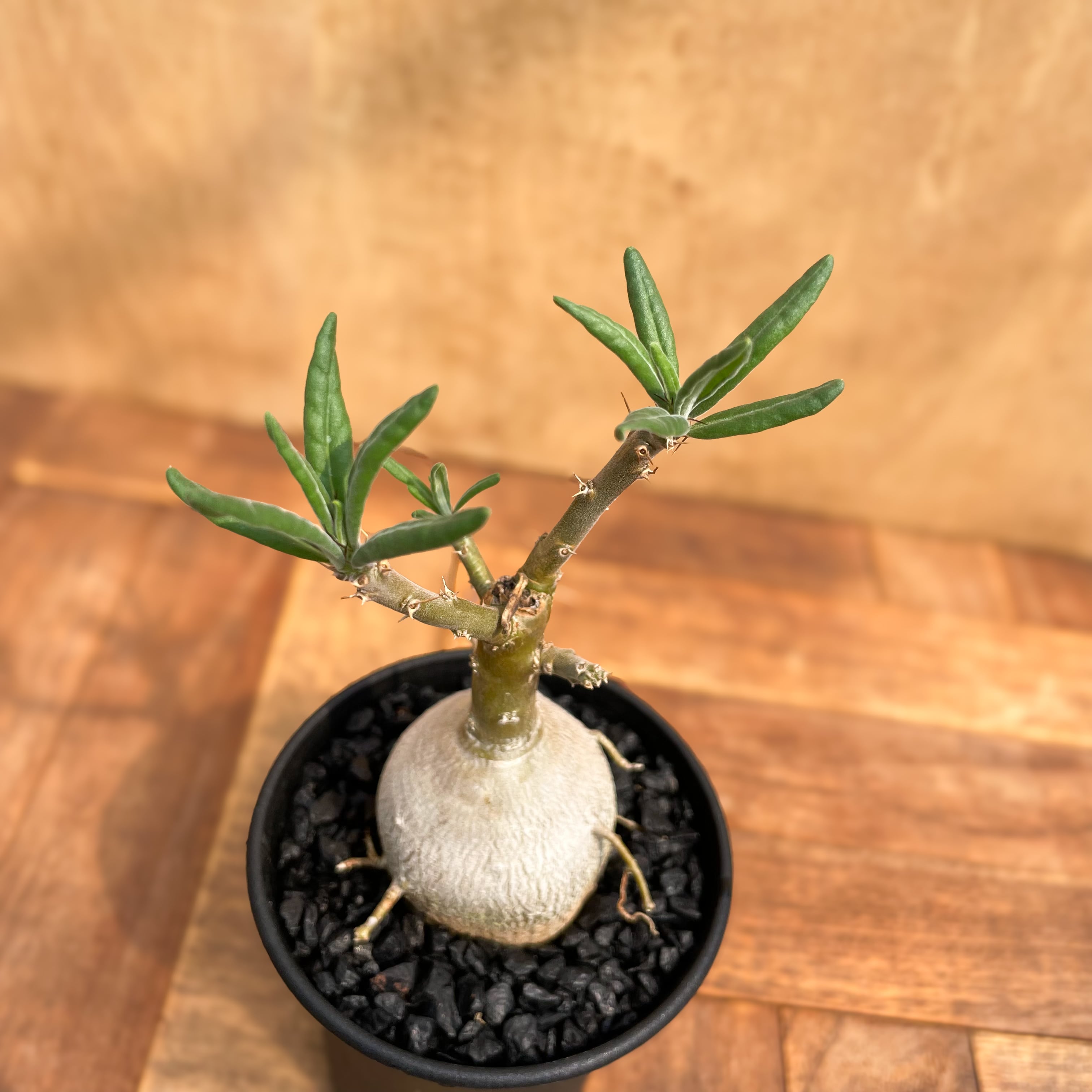 Pachypodium bispinosum【パキポディウム・ビスピノーサム・実生