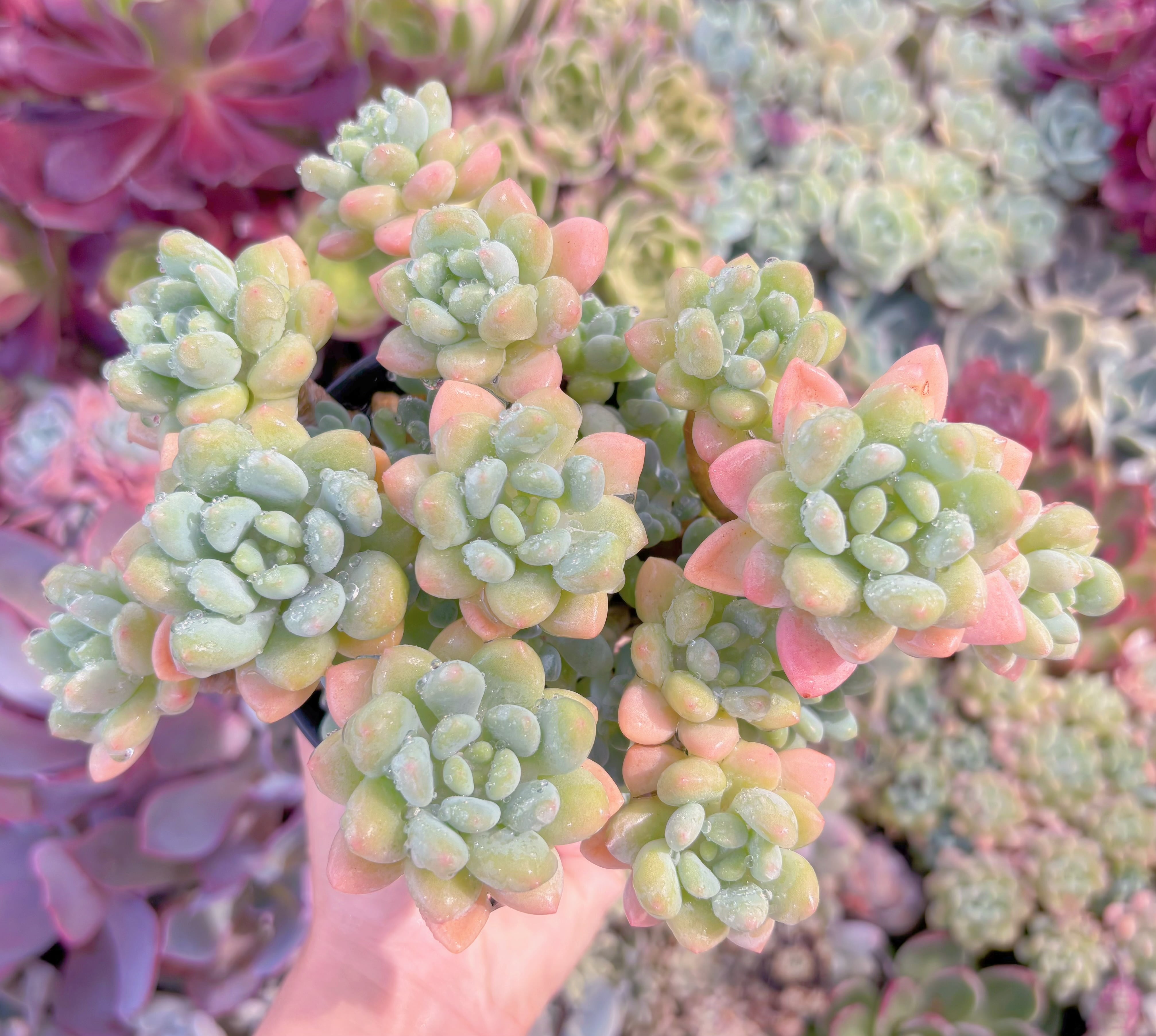 現品　ロココ#B67 　るる農園