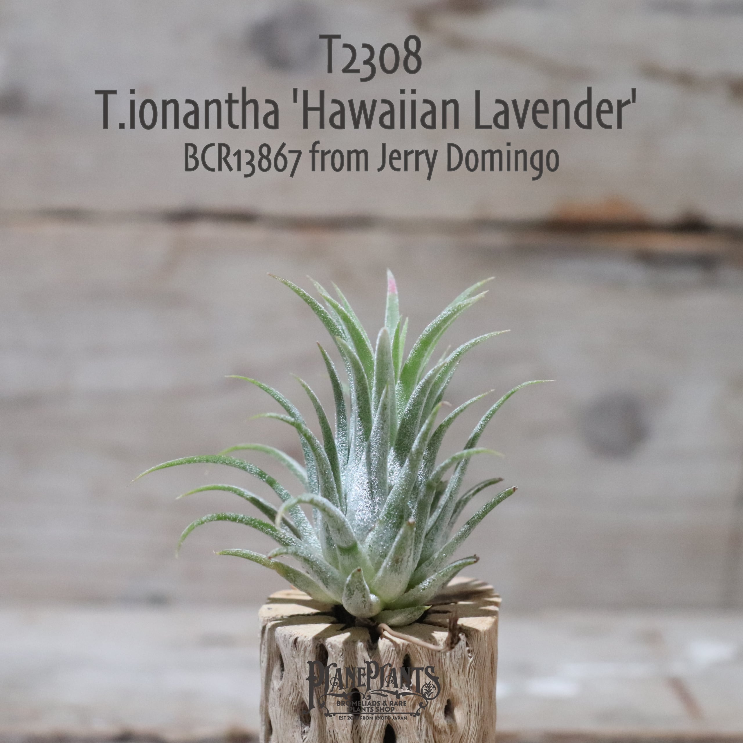 【送料無料】ionantha 'Hawaiian Lavender' from Jerry Domingo〔エアプランツ〕現品発送T2308