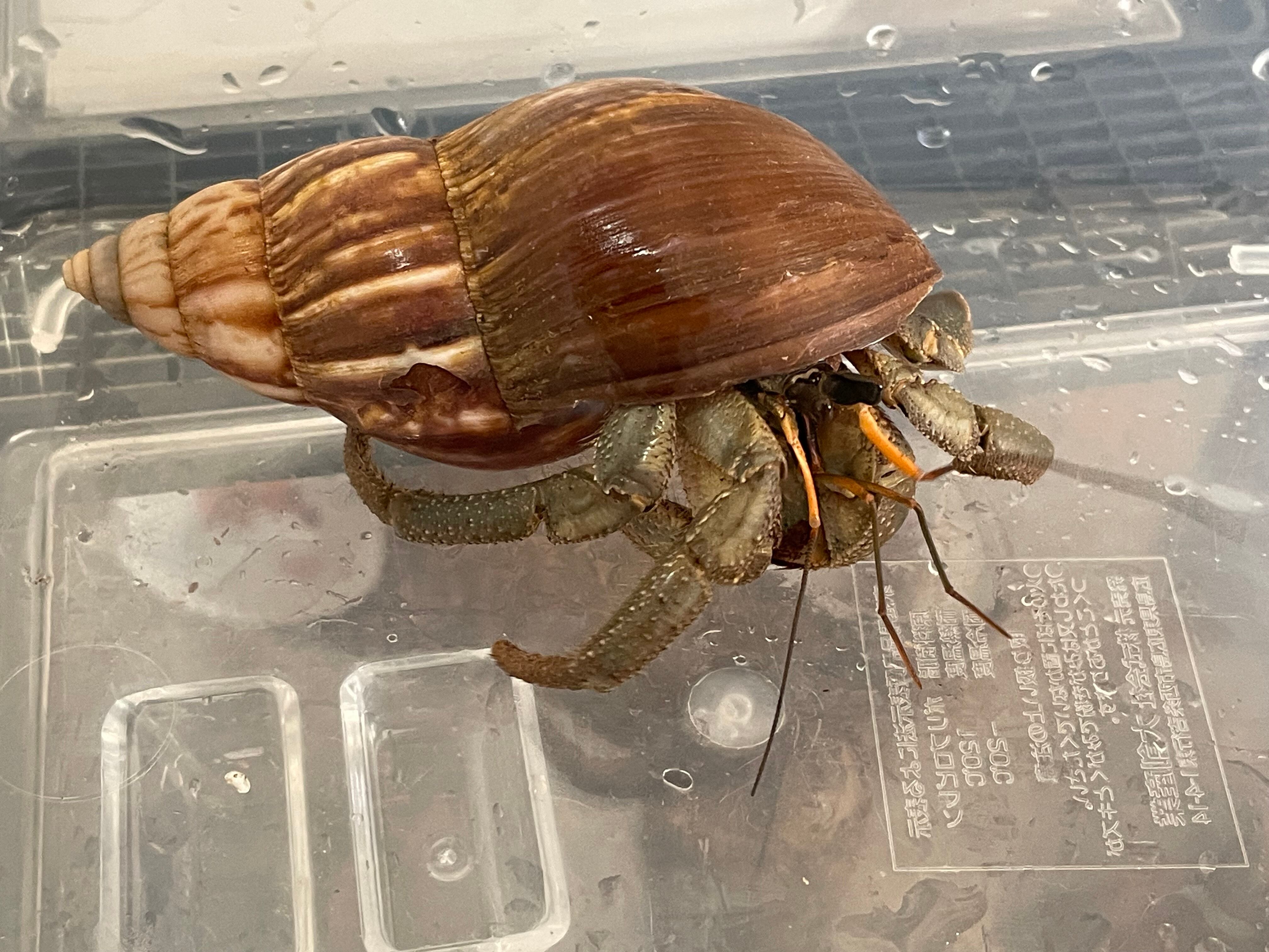 Littlevenicecoco様オオタカ×12箱【K1388-1268】 Littlevenicecoco様オオタカ×12箱【K1388-1268】