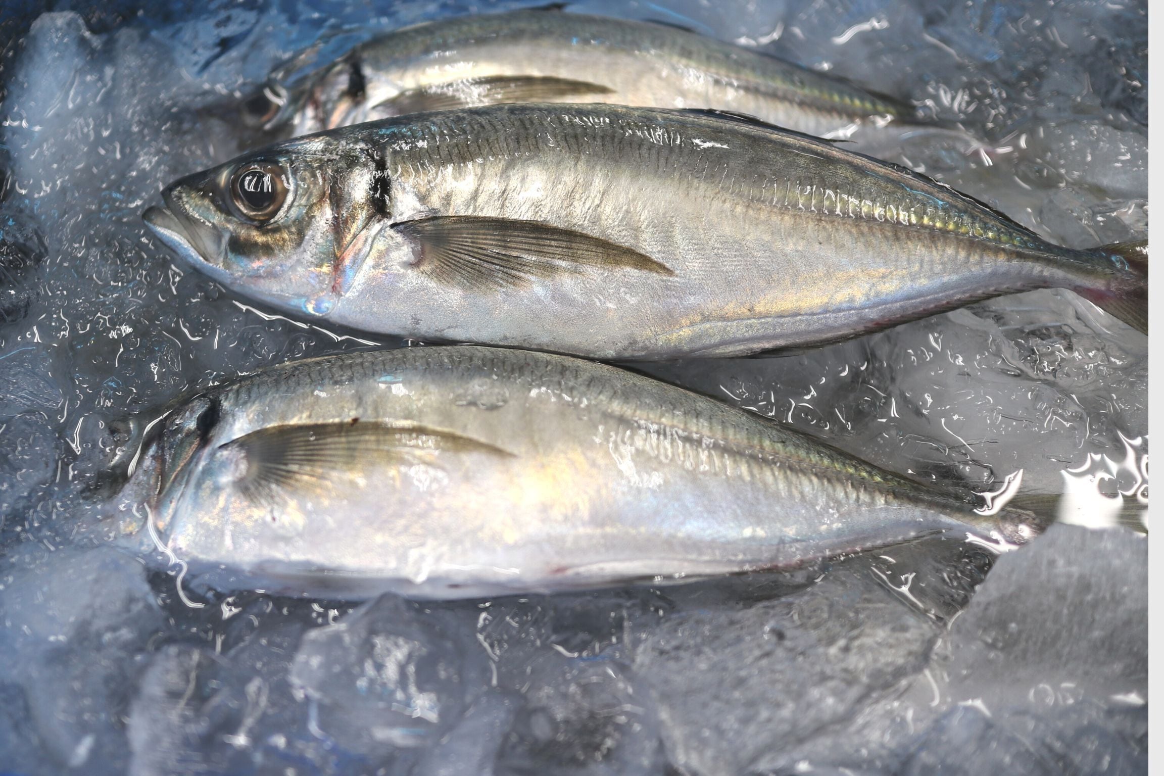 秋告魚】2024新物/生さんま/秋刀魚/超特大『7尾/1kg』/刺身用