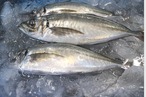 【2025初物】どんちっちアジ/高級ブランド/脂質10％/以上/トロアジの最高峰/900～1000ｇ【冷凍】