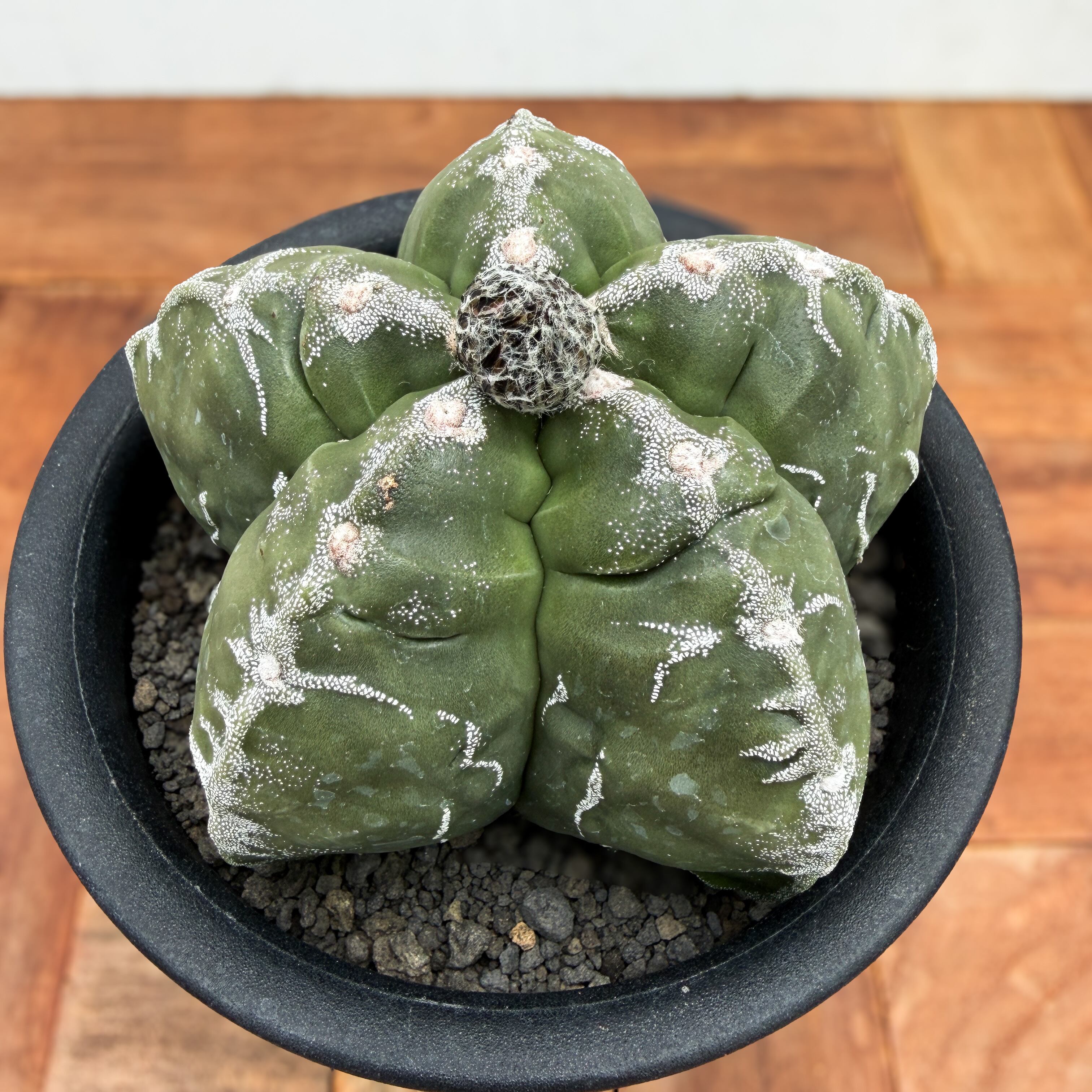 Astrophytum 雪陵亀甲ランポー | RIMO'S GREEN 【Saboten & Succulent】