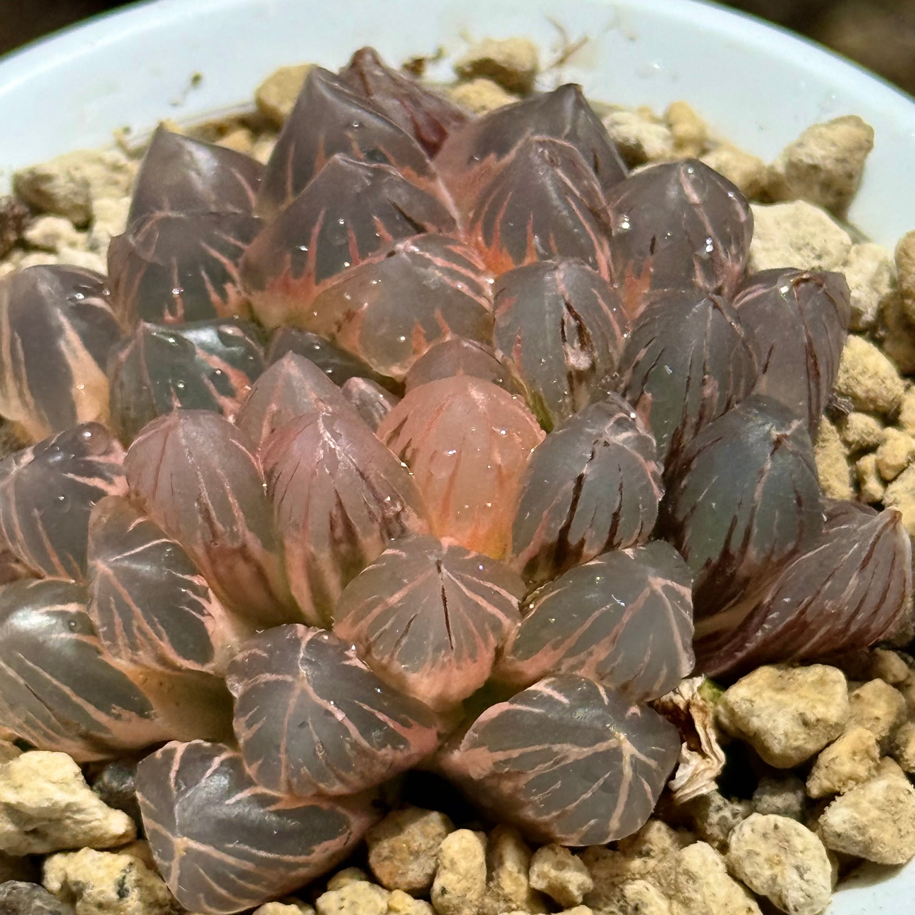 紫王オブツーサ錦 B157 糊斑超美株 | 珍しいハオ楽園