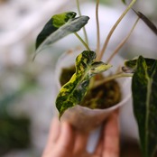 アロカシア バンビーノ イエロー / Alocasia bambino variegated 'Yellow'⑨ / 観葉植物