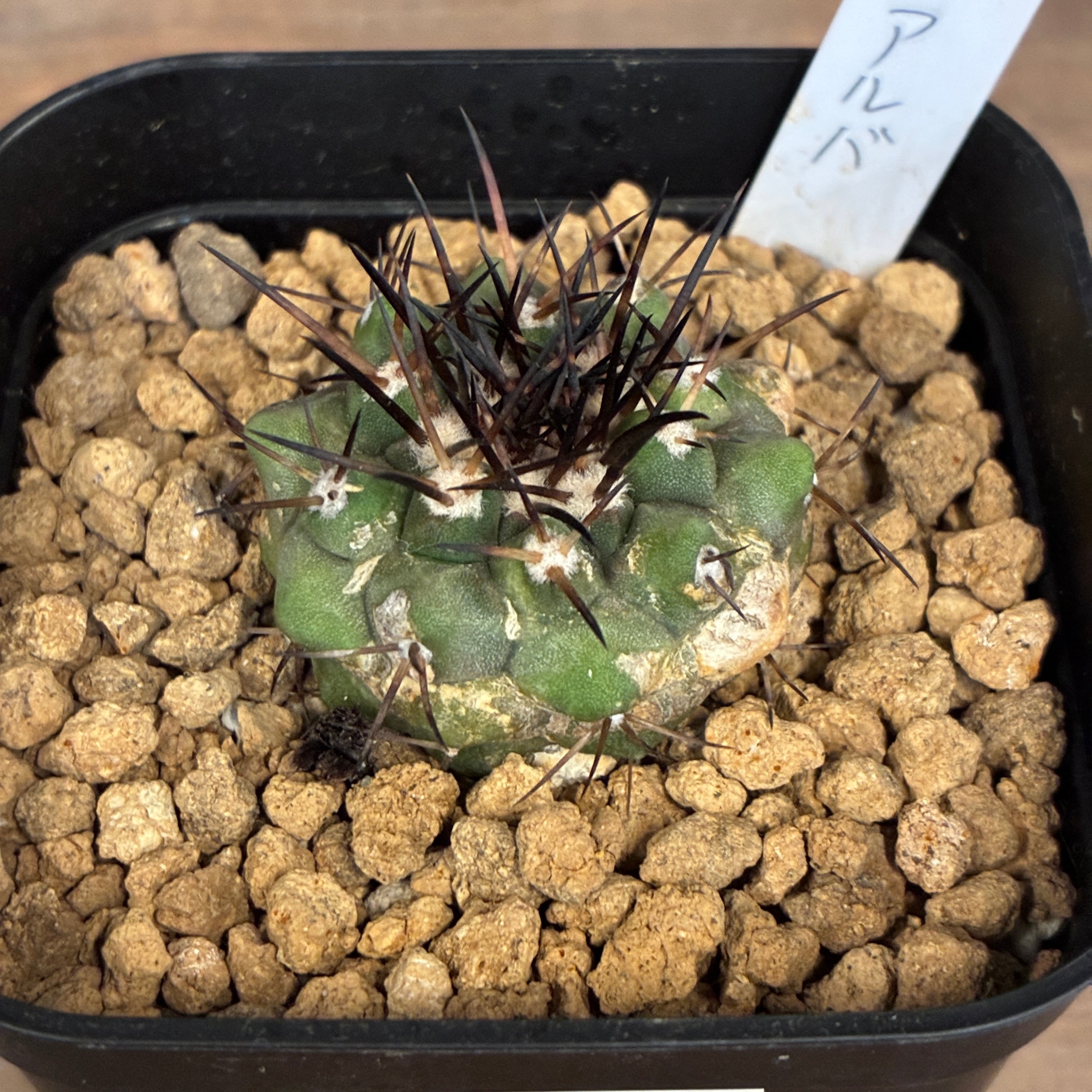 Copiapoa】サボテン コピアポア コルムナアルバ 孤竜丸 実生【329